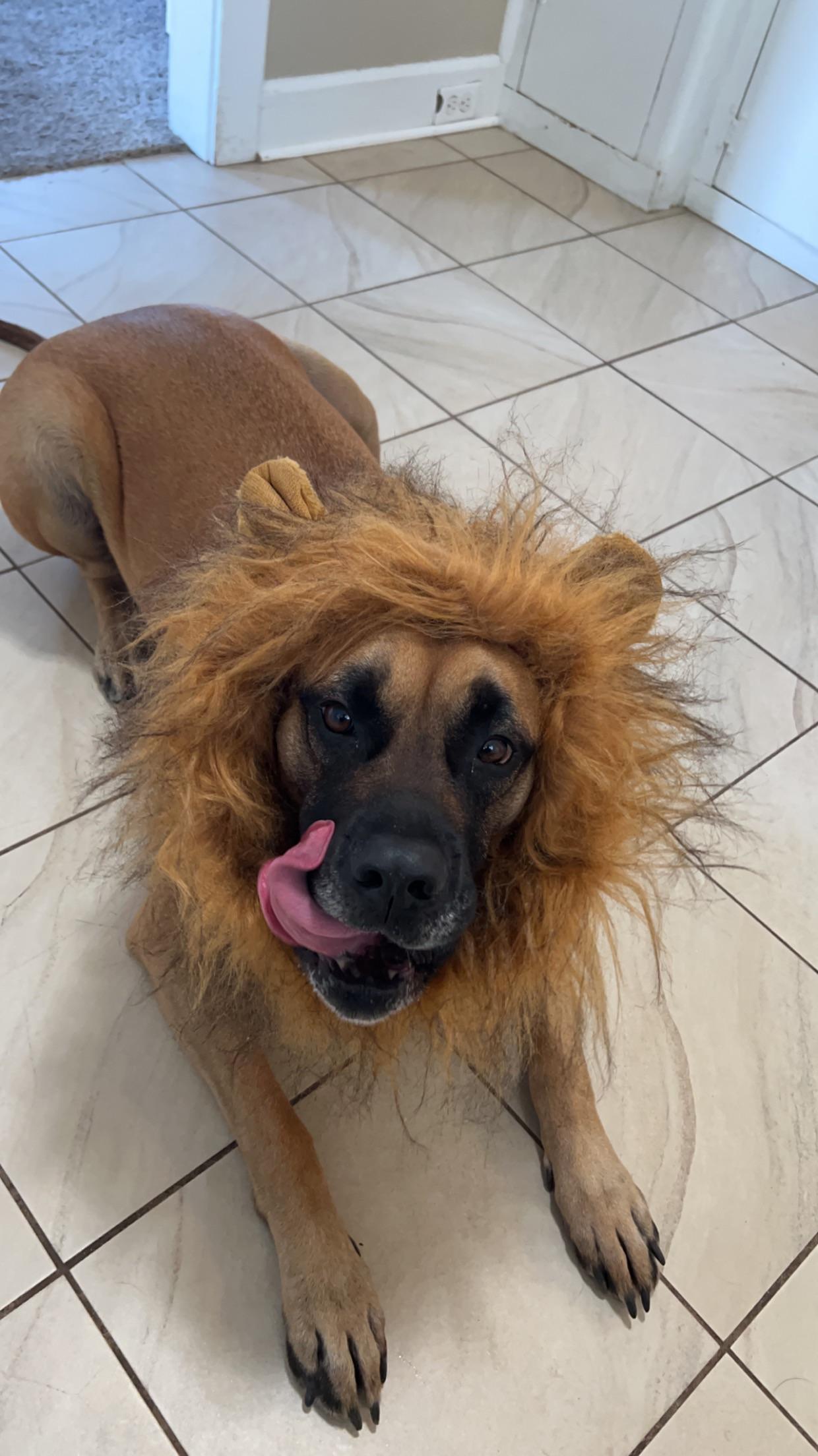 My Mastiff and her Lion costume from Halloween r/EnglishMastiff