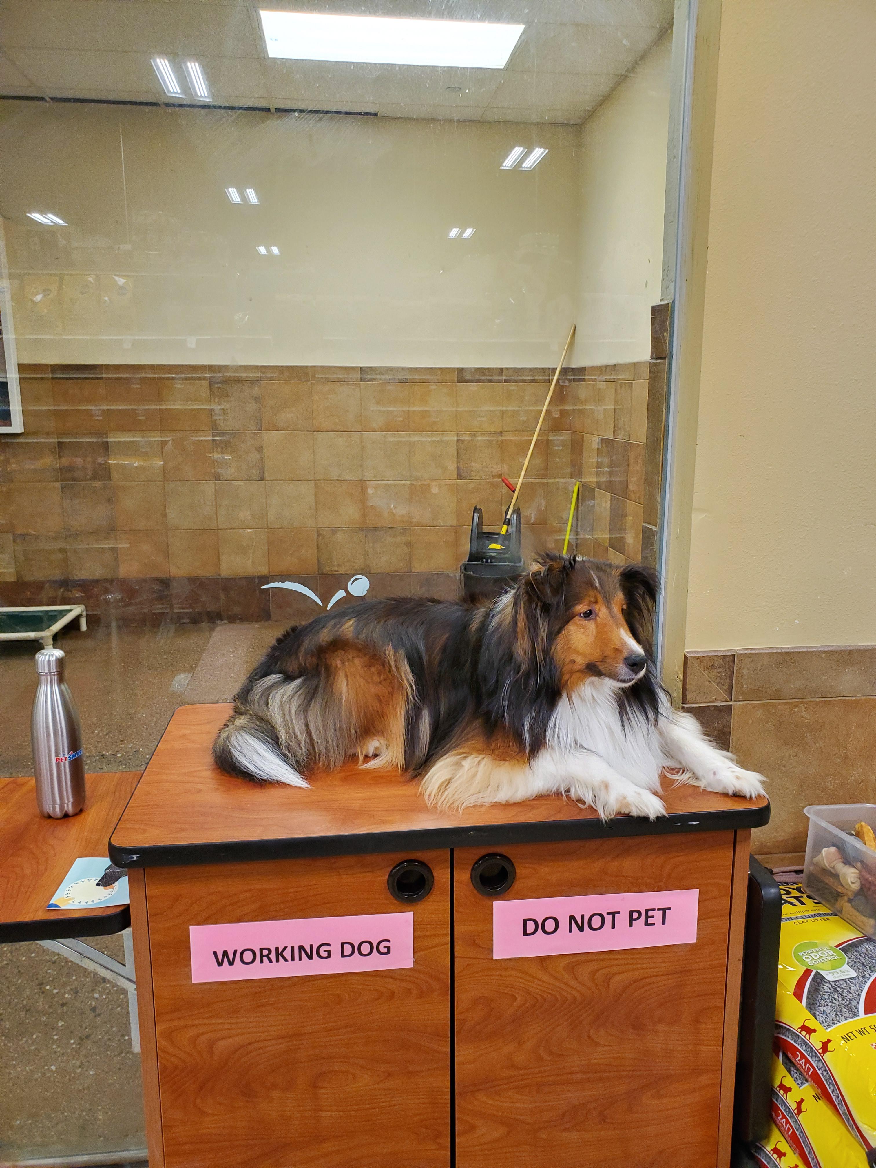 This is Stella she's a dog trainer at Petco r/dogswithjobs