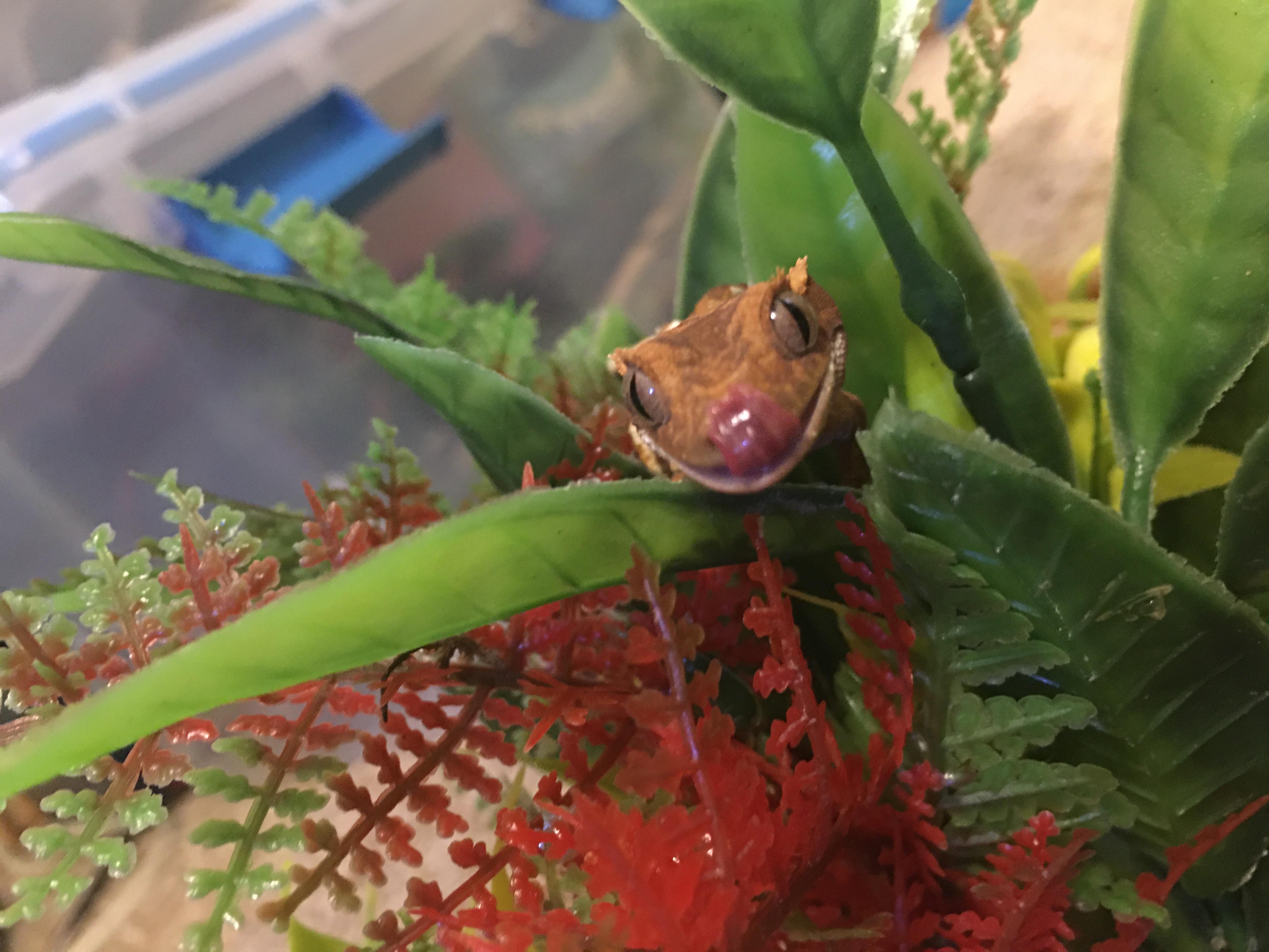My crested gecko (female) i need name suggestions! reptiles