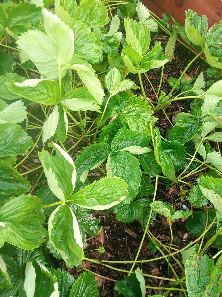 anyone know why my strawberries are producing so many runners and so