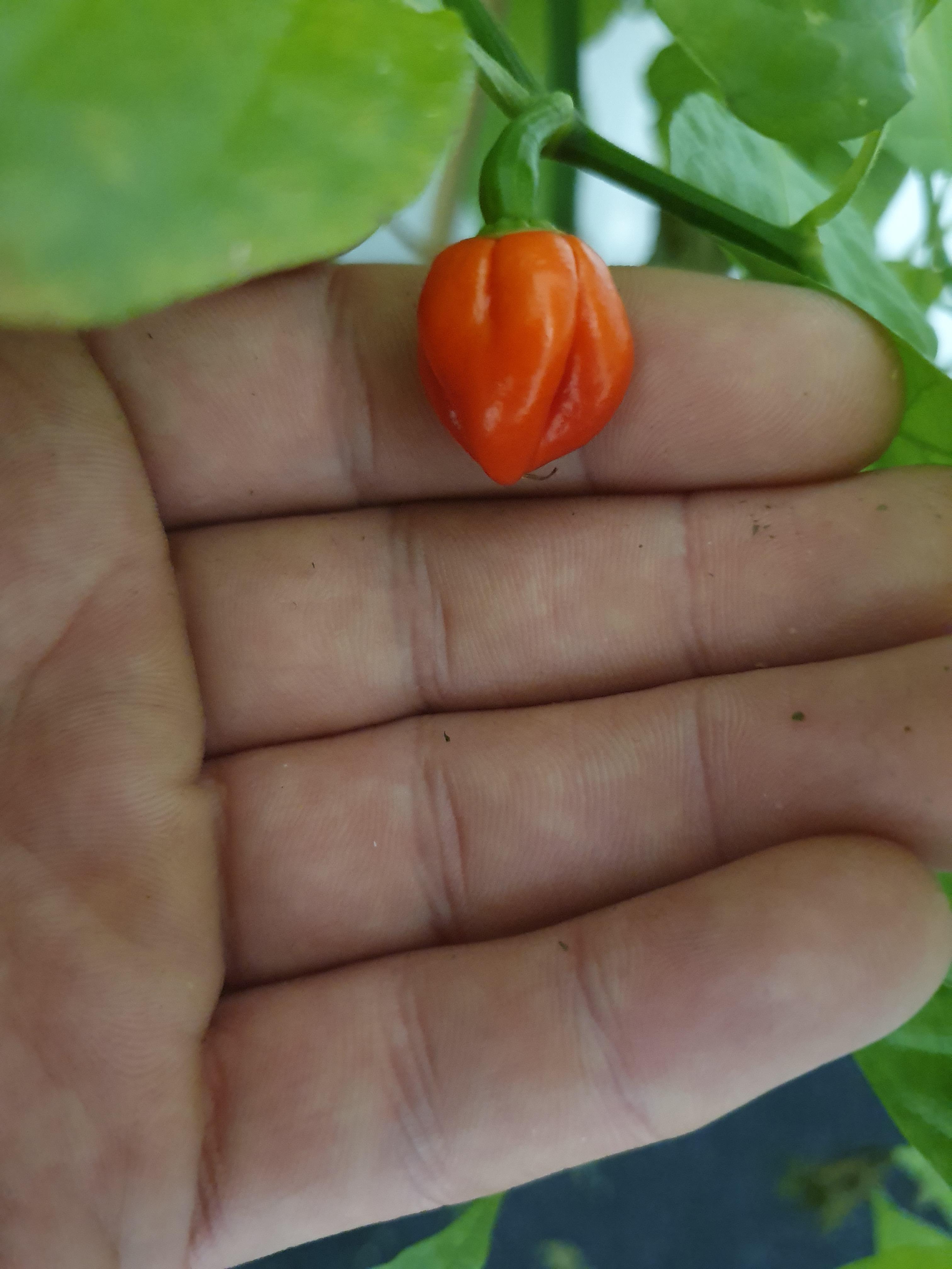 Need help. I have been growing this carolina reaper plant for about 3