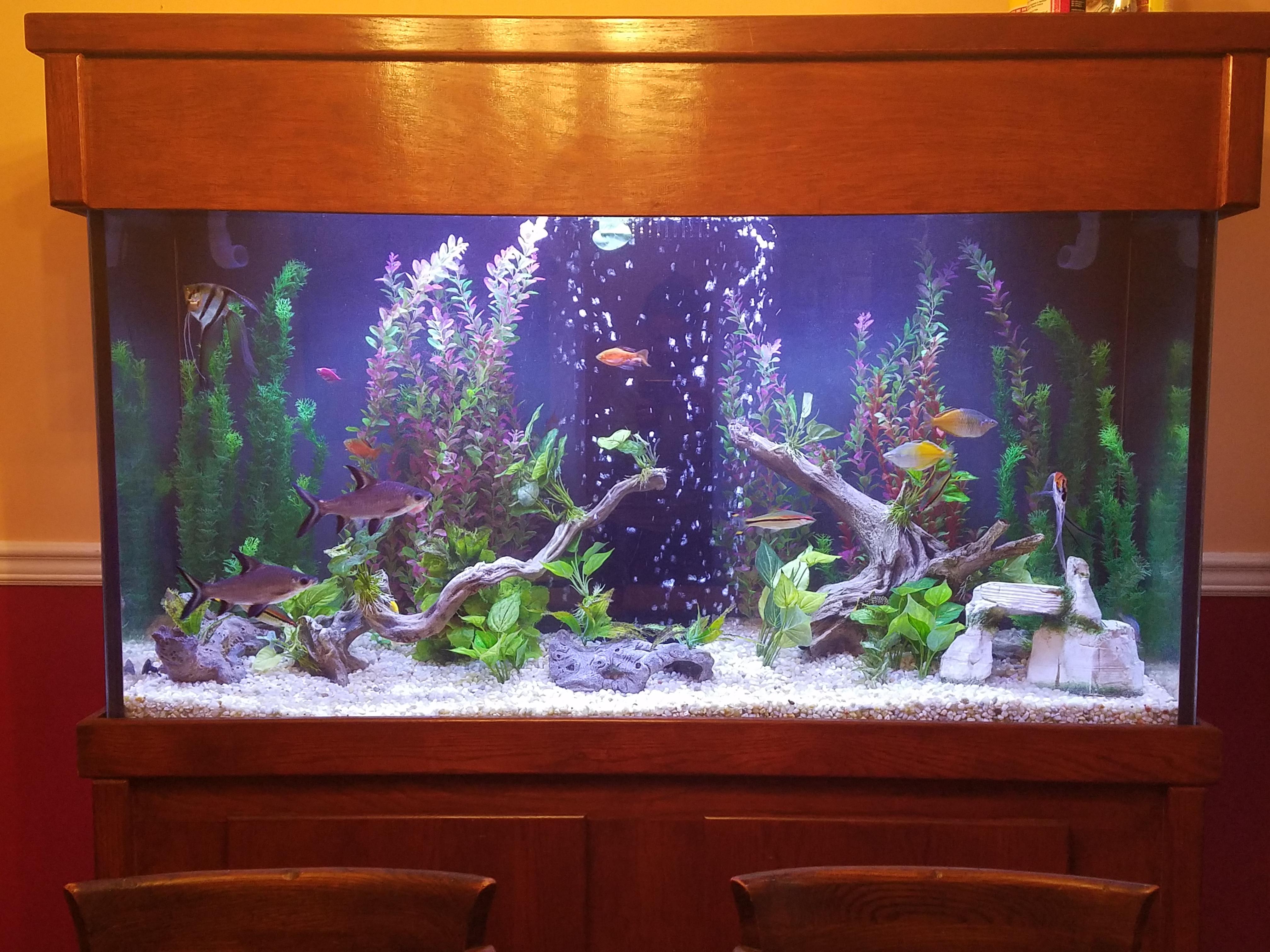 My parent's 180 gallon tank r/Aquariums