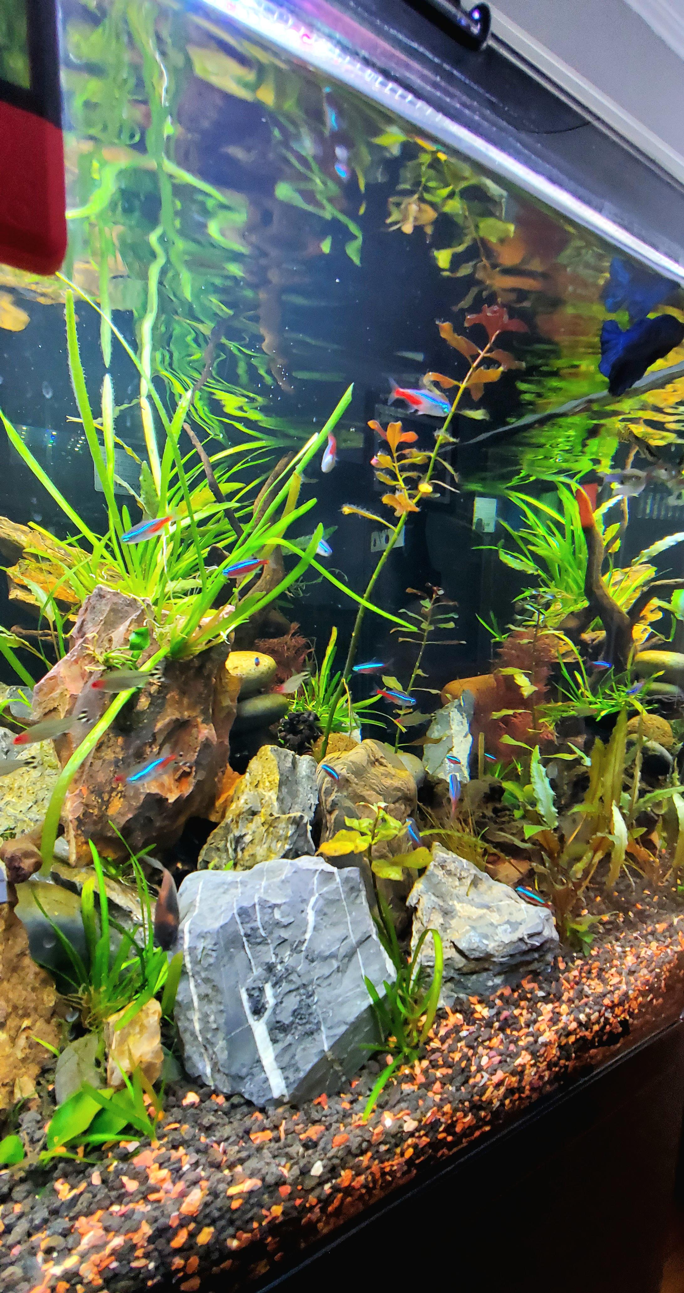 Guppies Or Tetras Choosing The Best Aquarium Fish Vet Advises