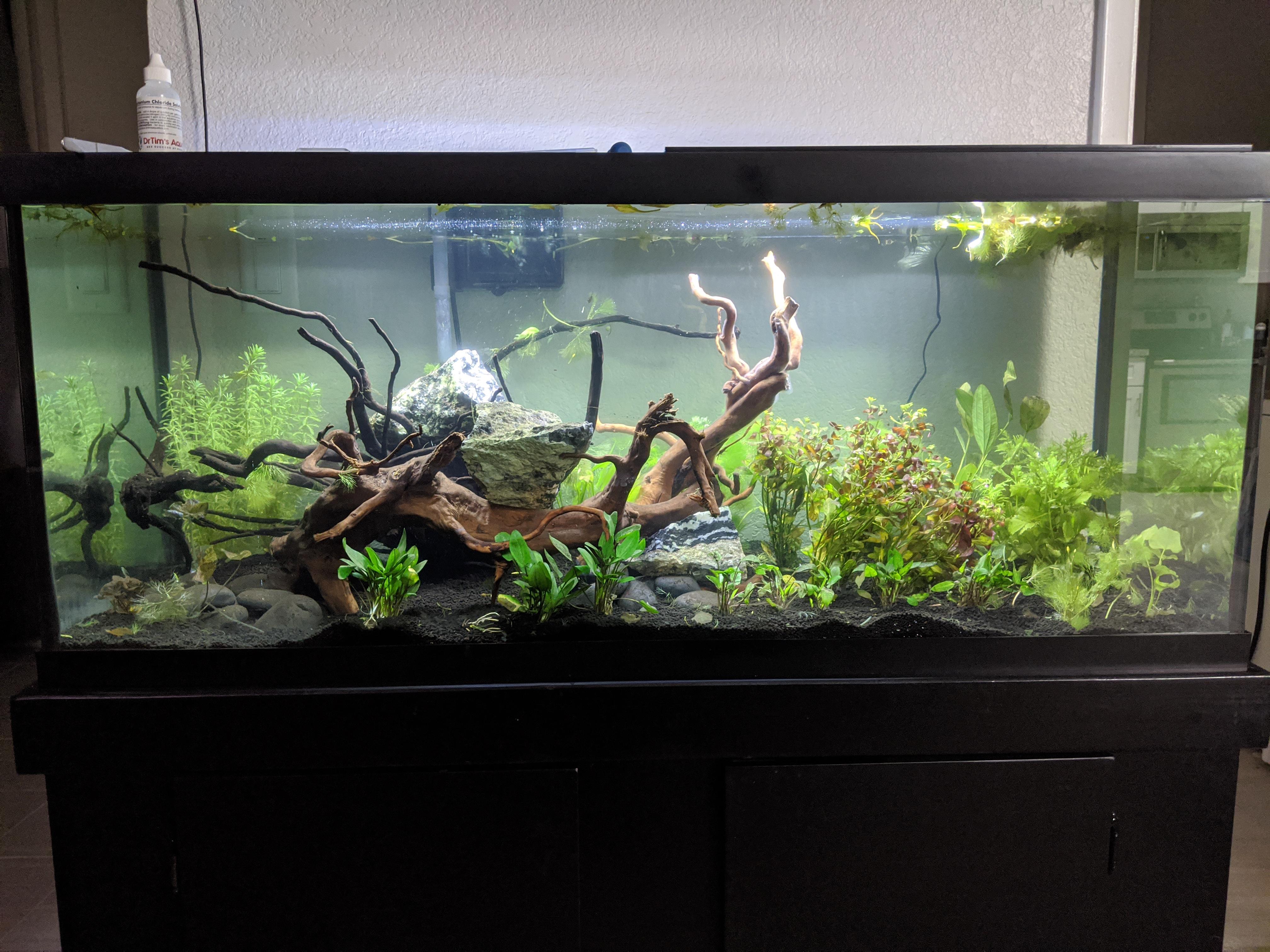 New 75 (thanks PetSmart for the sale!) Going to do nano fish once it's