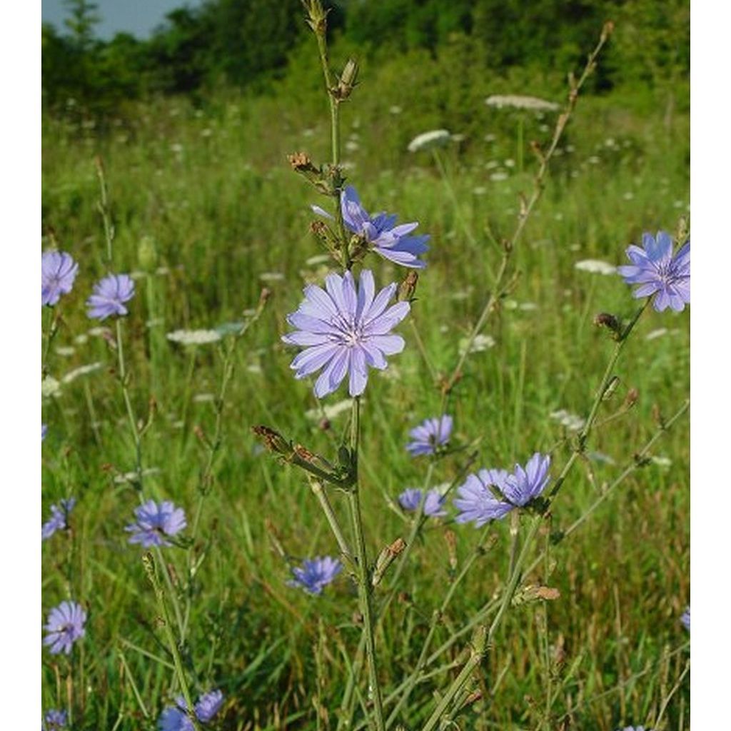 What is this plant/flower? Found in Turkey r/whatsthisplant