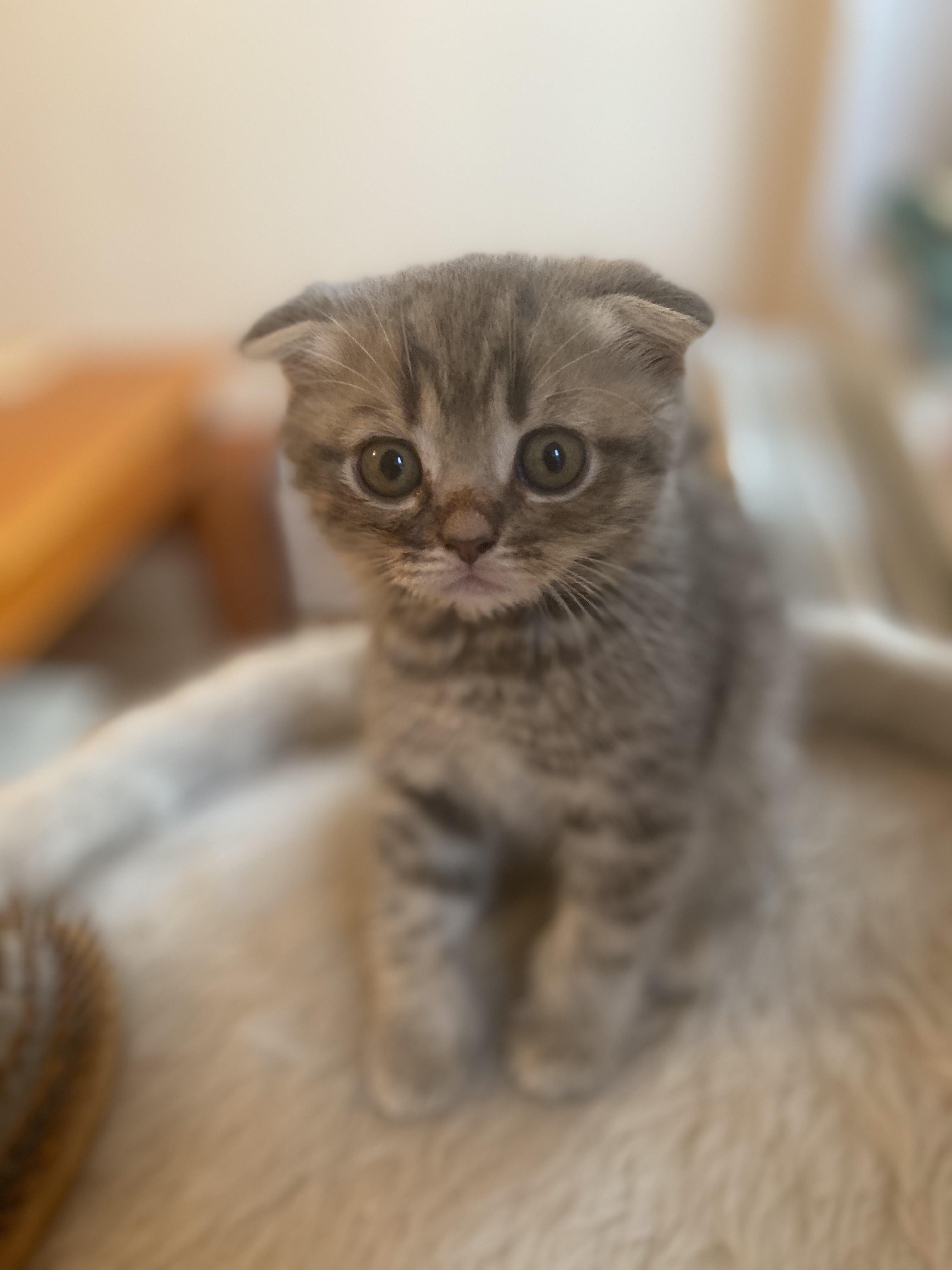 Have any of you a healthy Scottish fold ? I have been breeding them
