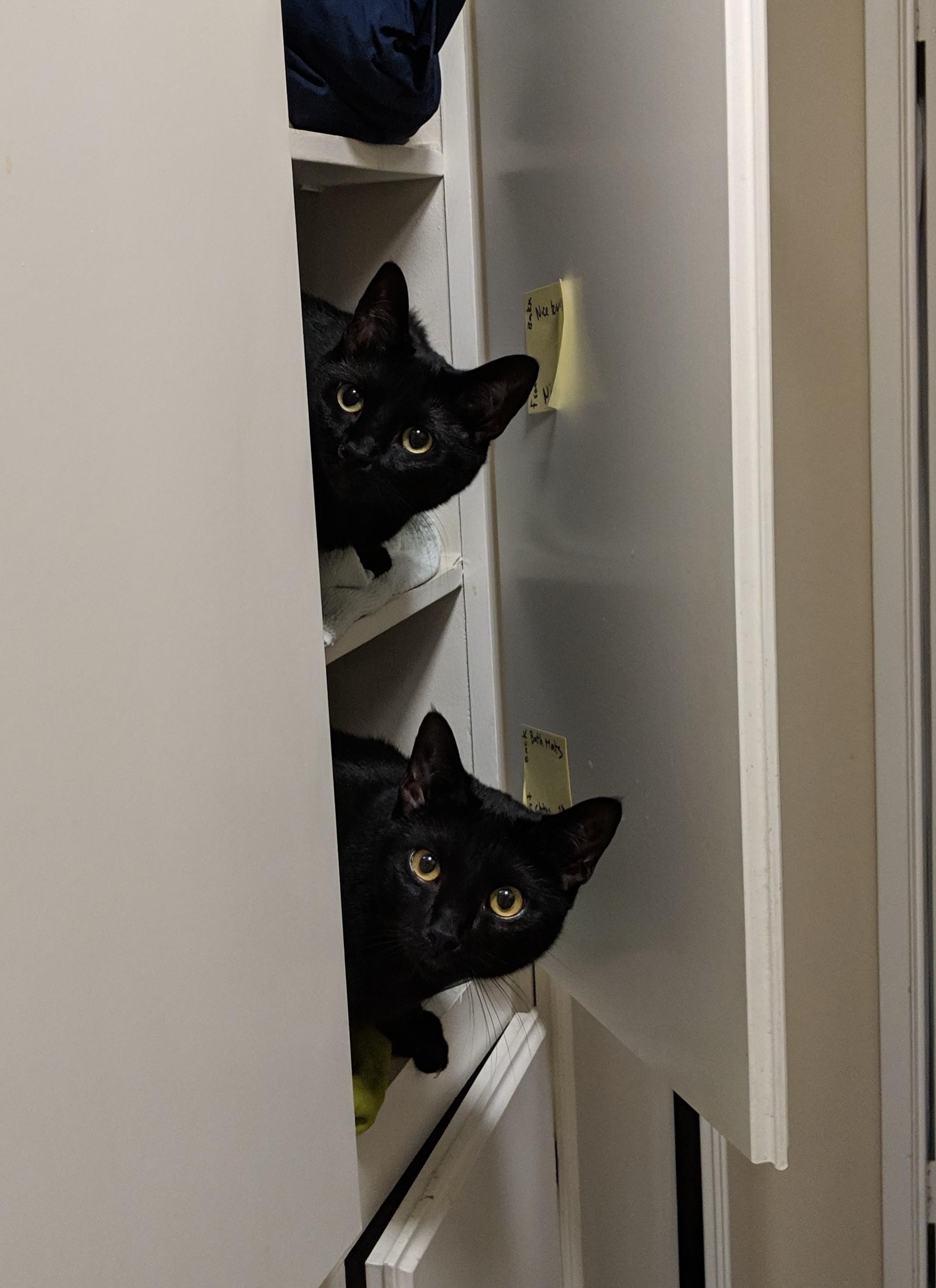 More black cats for you. Brother and sister exploring the linen closet
