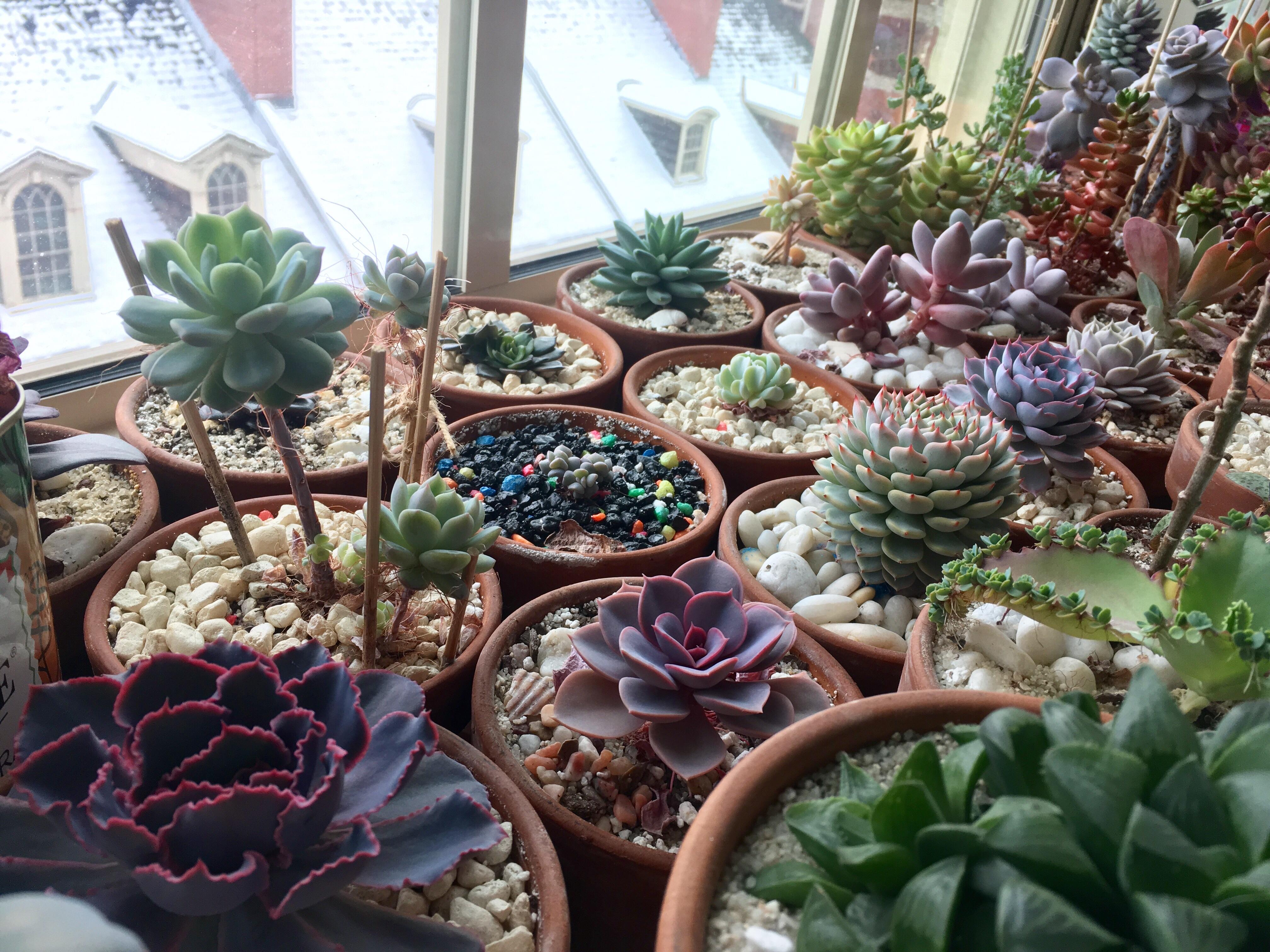 Surviving the winter r/succulents