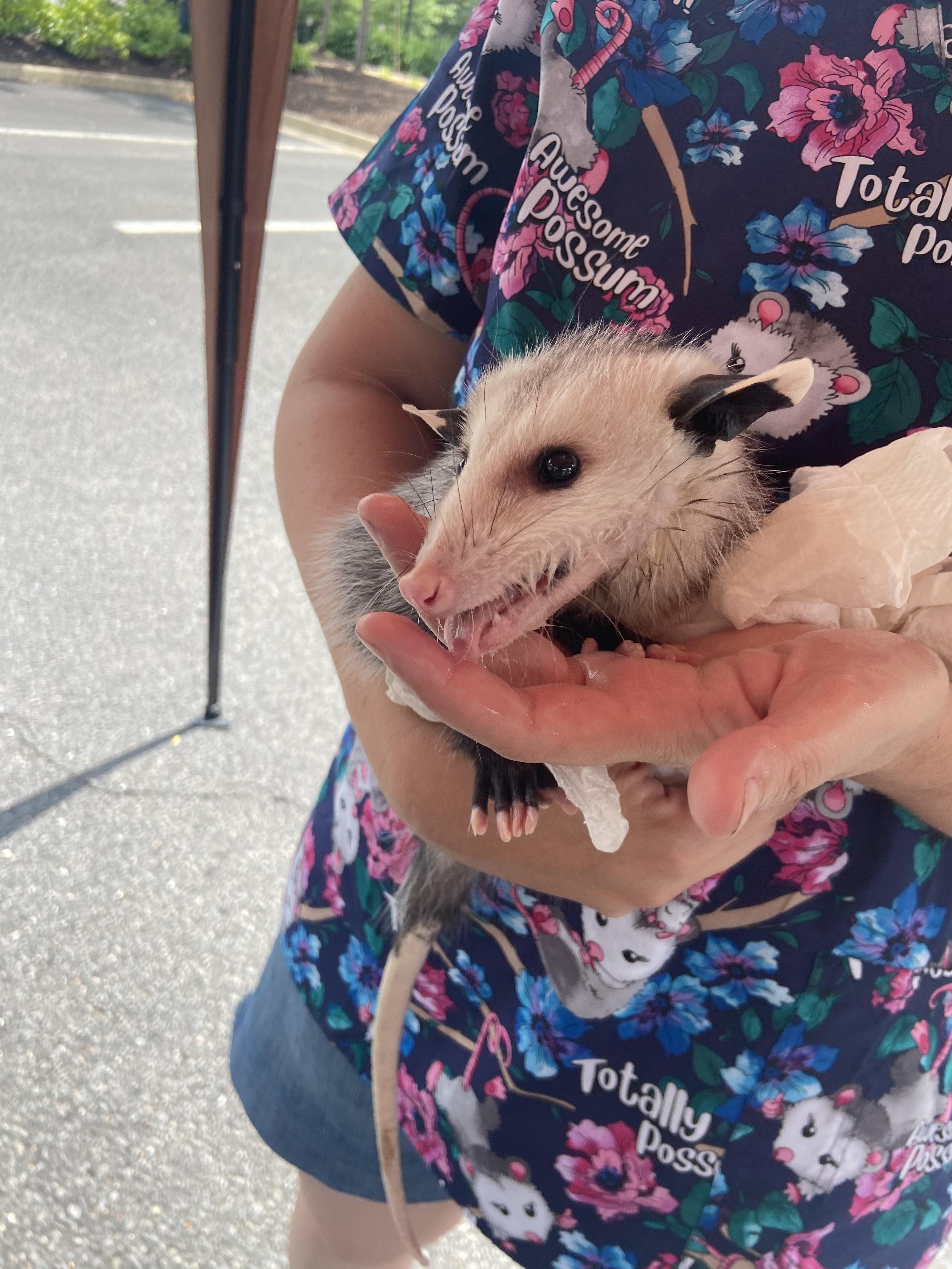 Love my opossum! she runs freely in the house and she is fully potty