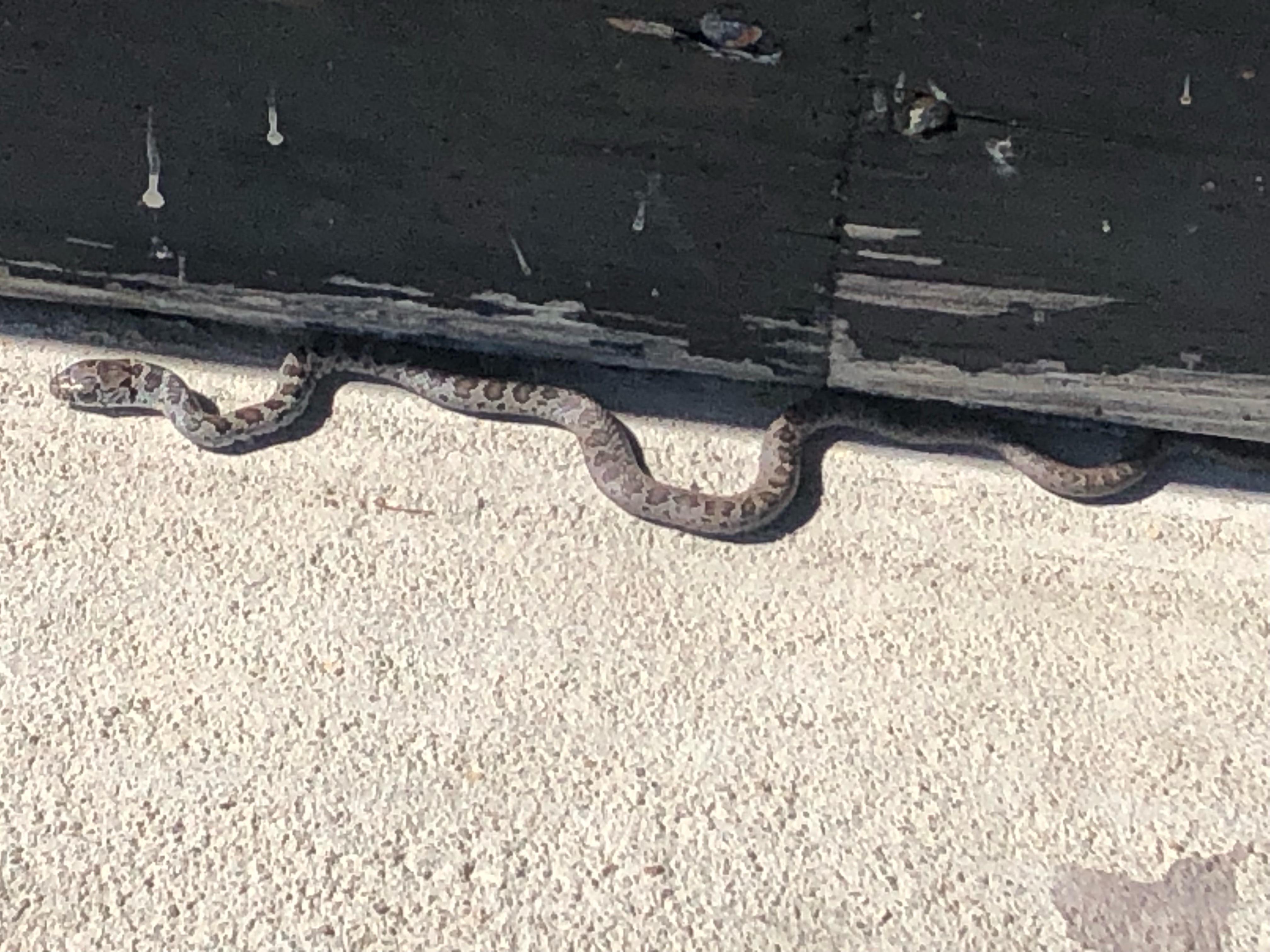 Provincetown MA r/whatsthissnake