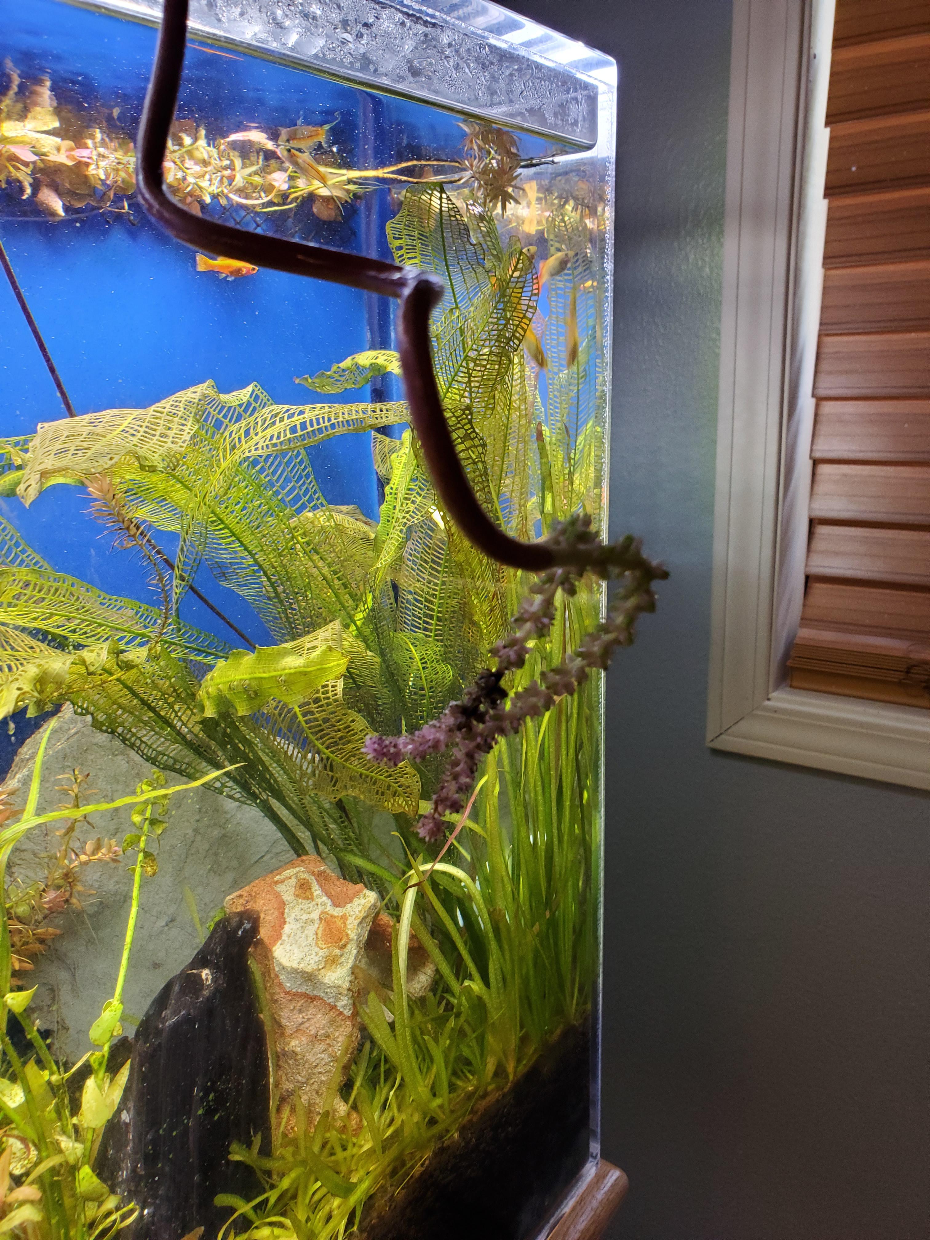 Madagascar lace flower update, about s week after it first bloomed