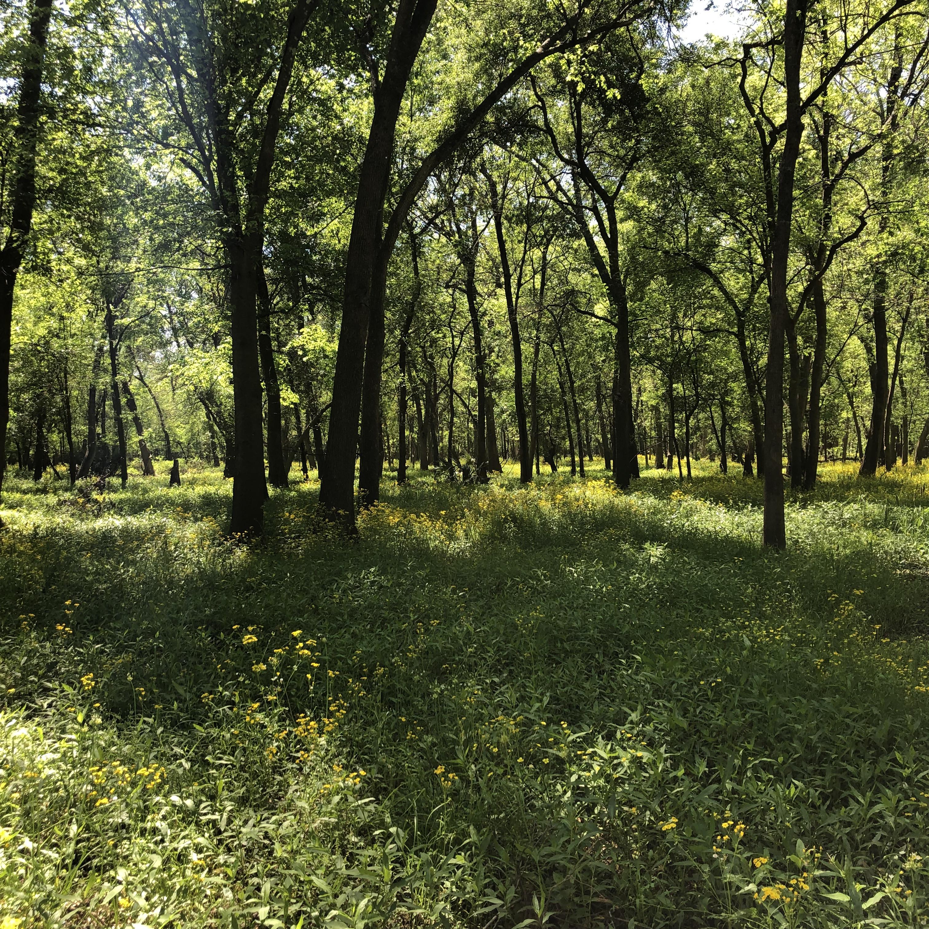Starting to get into hiking. Here’s my first post. Bear creek nature