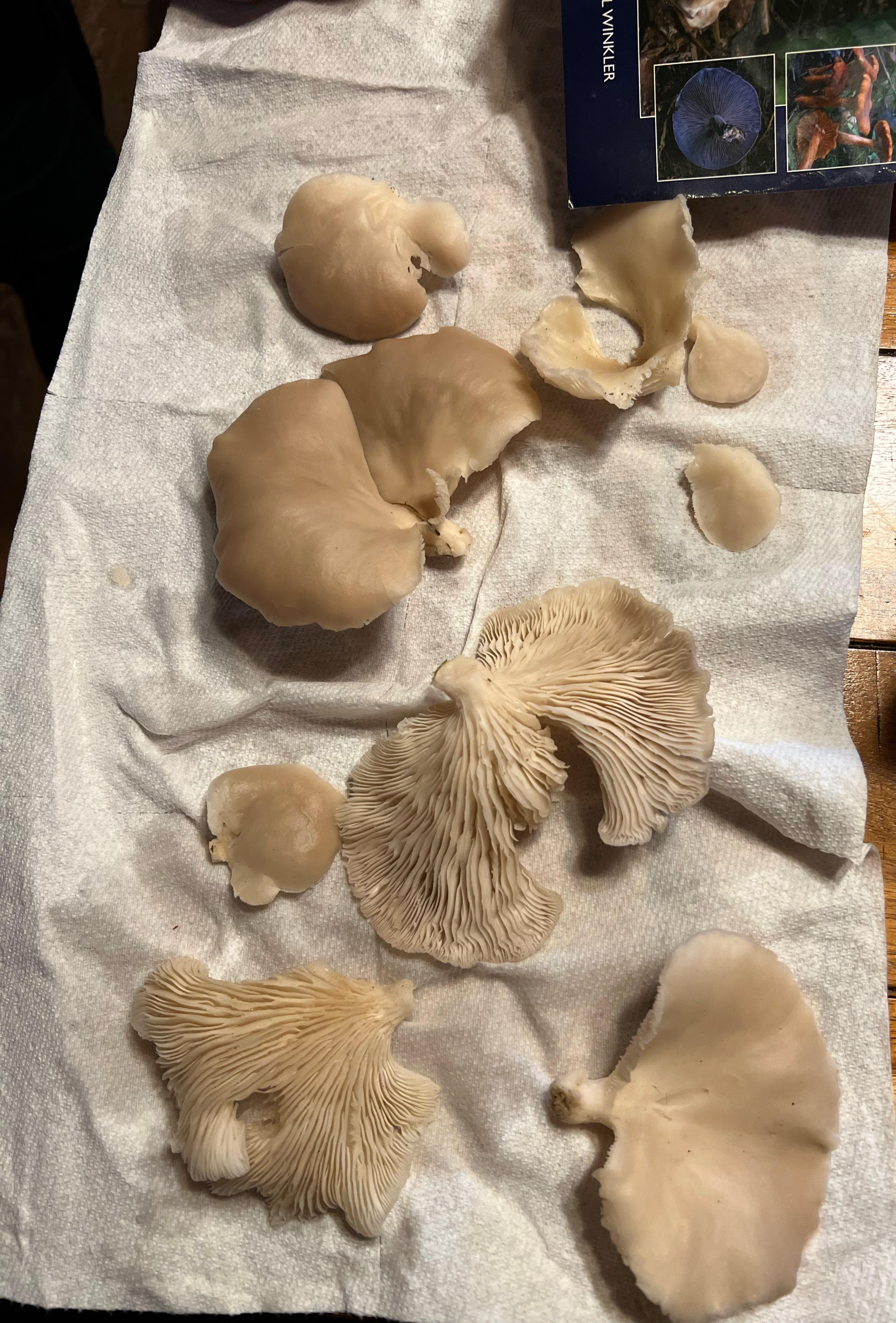 Went mushrooming today and we think we found some Angel Wings Or Oyster