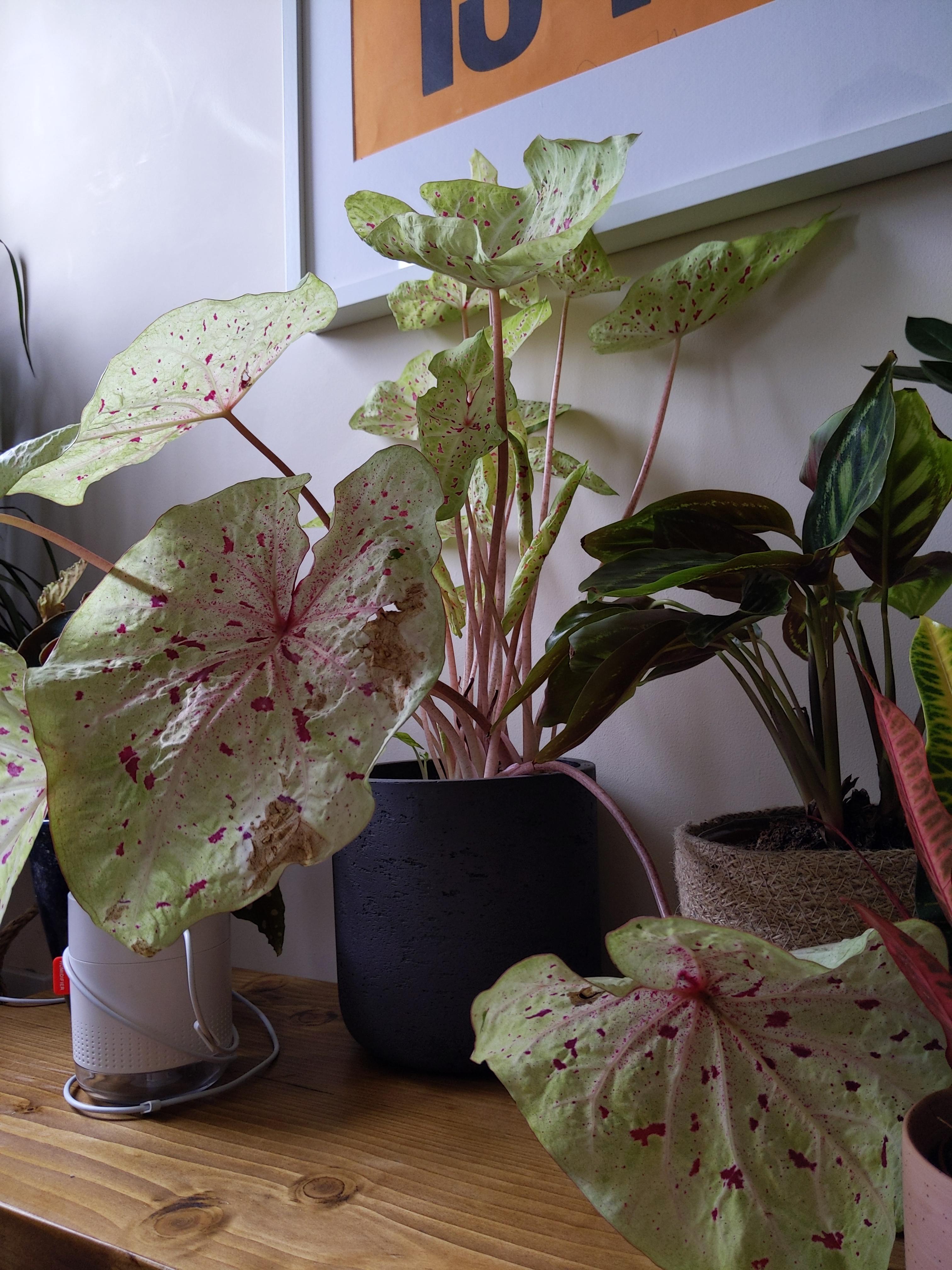 My Miss muffet caladium is drooping! Any ideas why? plantclinic