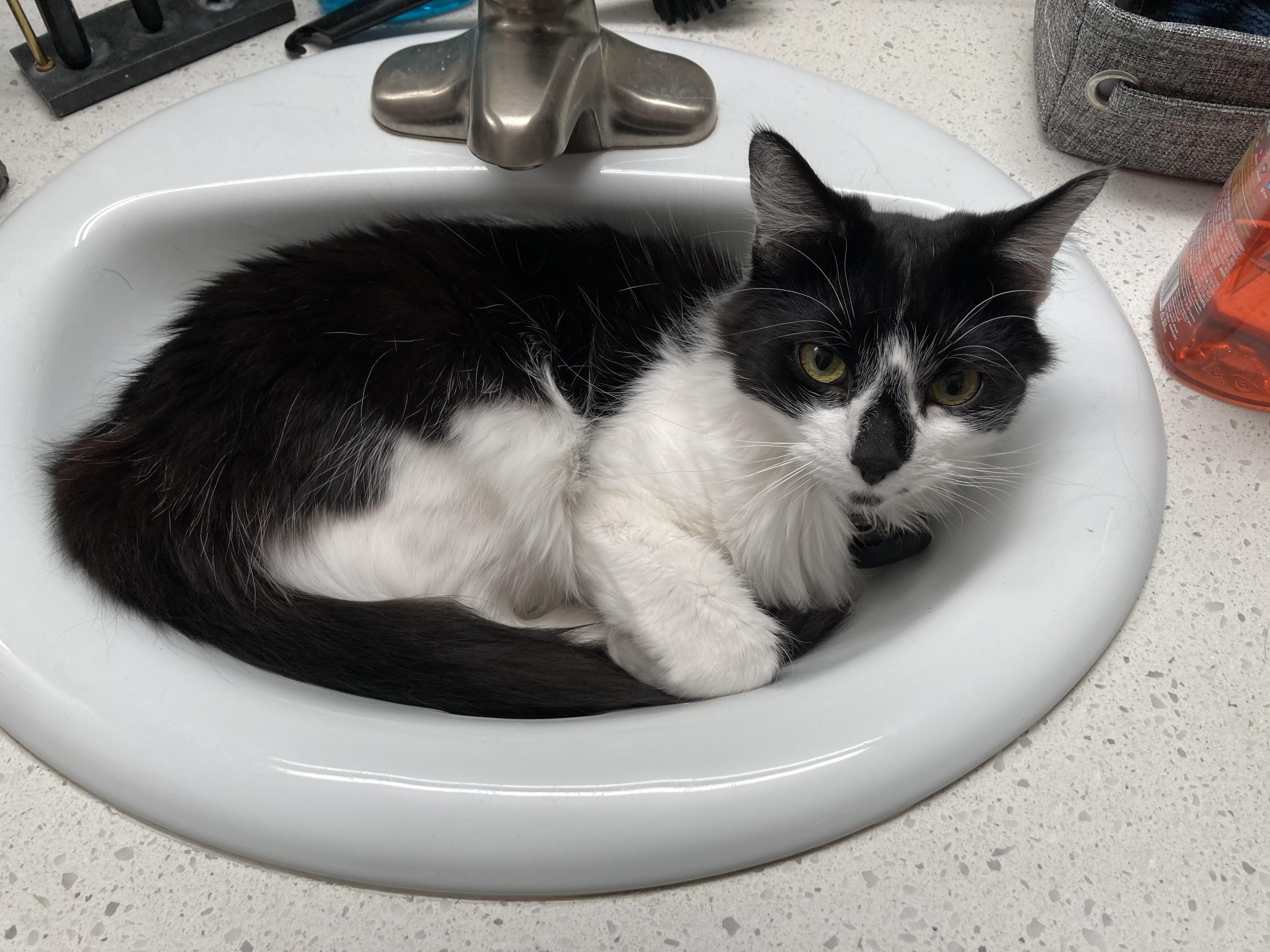 My cat loves the sink r/cats