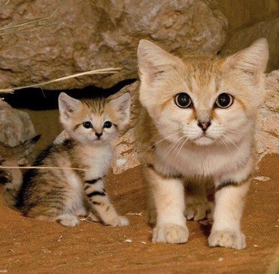 Sand cats are so adorable r/aww