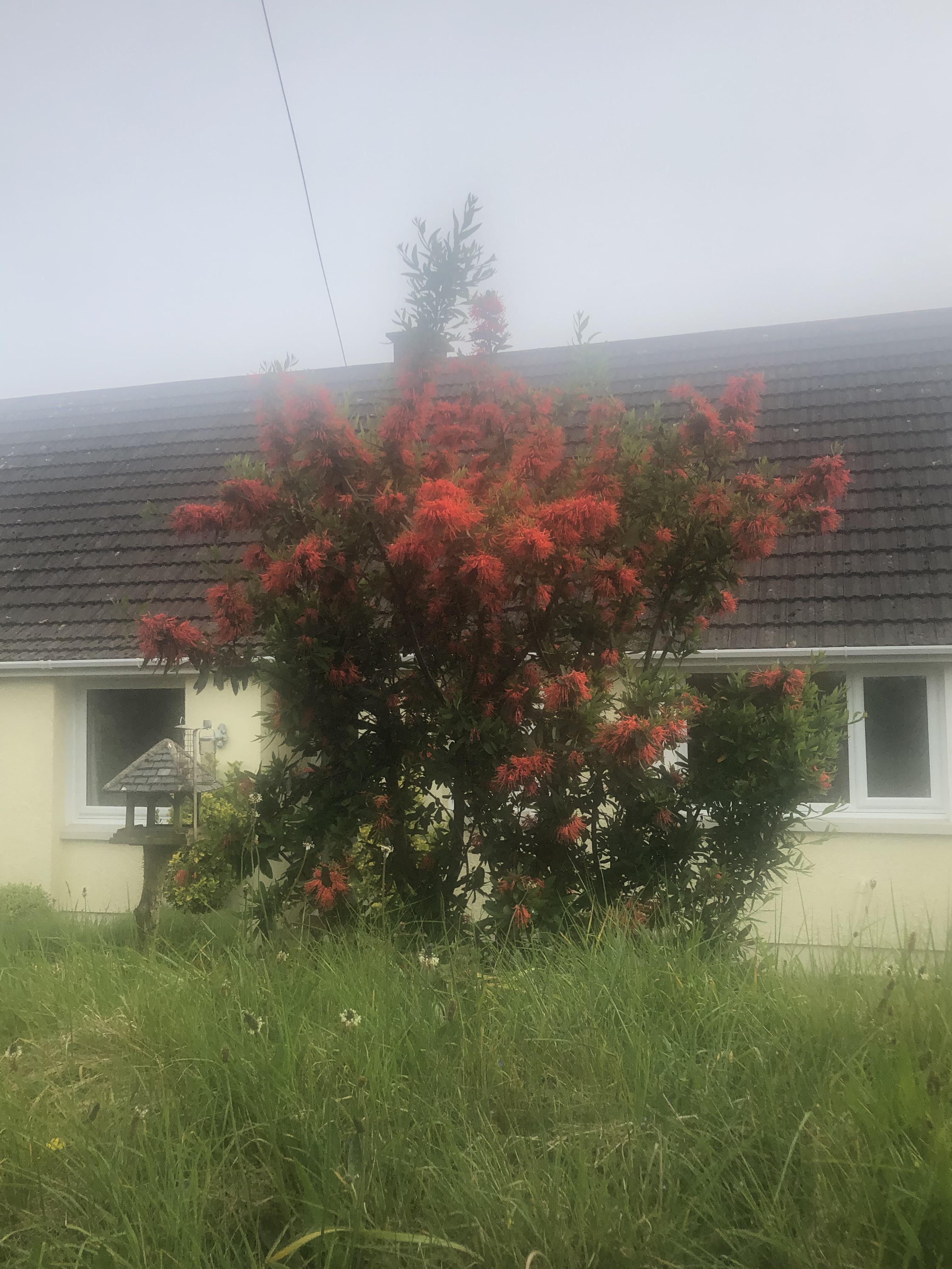 In neighbours garden, uk r/whatsthisplant