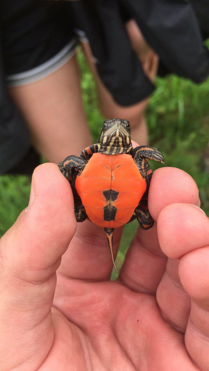 This baby painted turtle r/aww