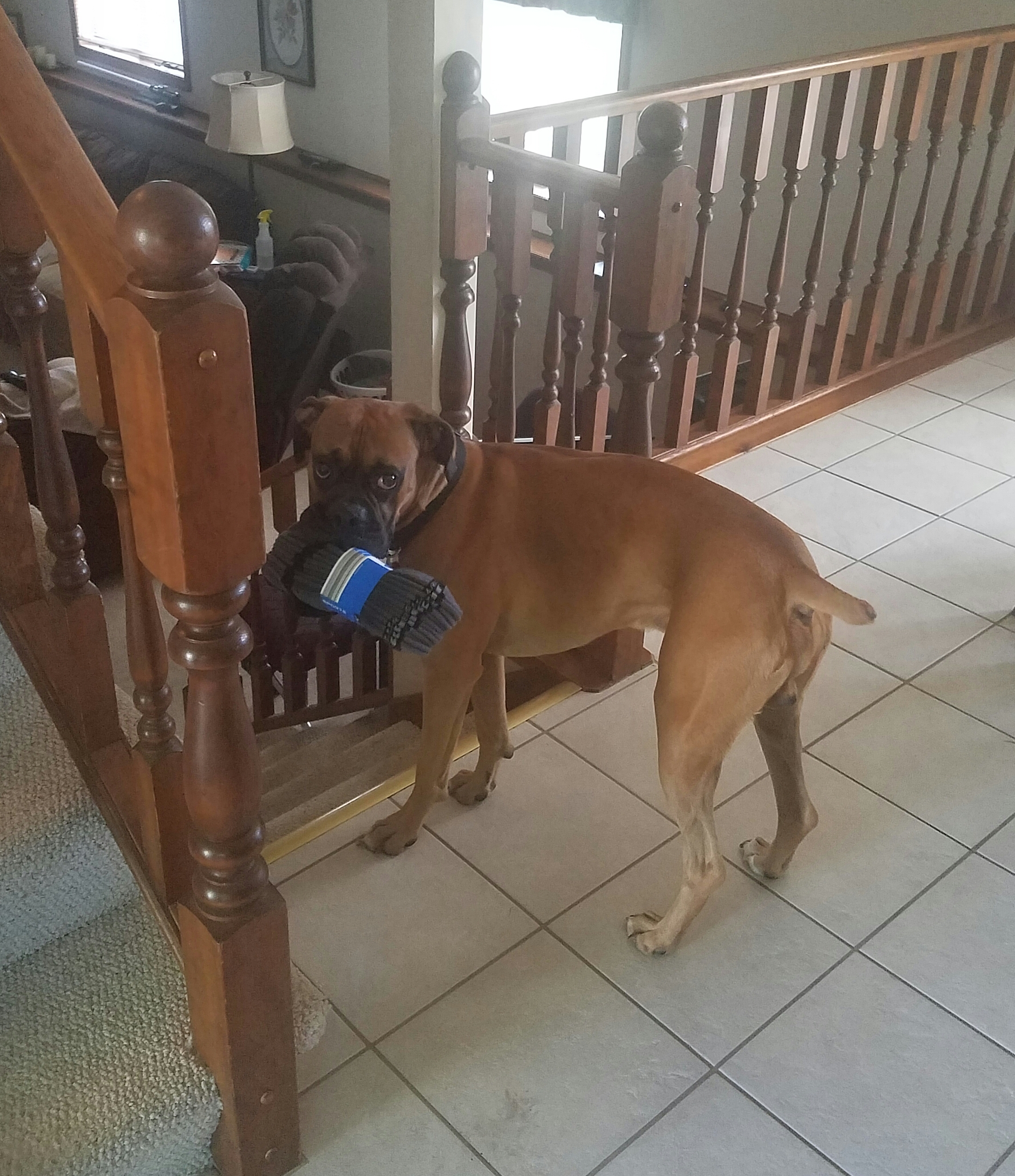 Lovable Dogs Around The World Duncan enjoys stealing socks, caught him