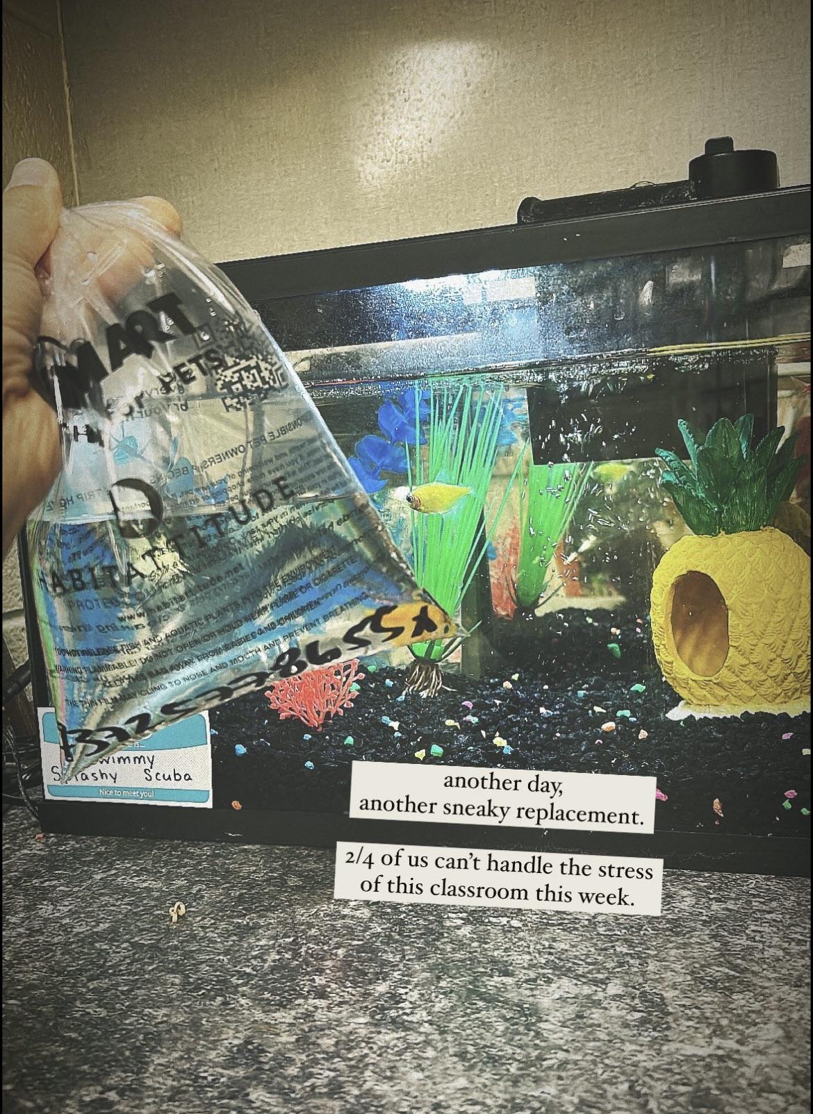 Maybe consider why the fish keep dying instead of continually replacing