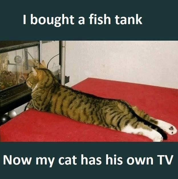 i bought a fish tank... funny cat meme r/aquarium