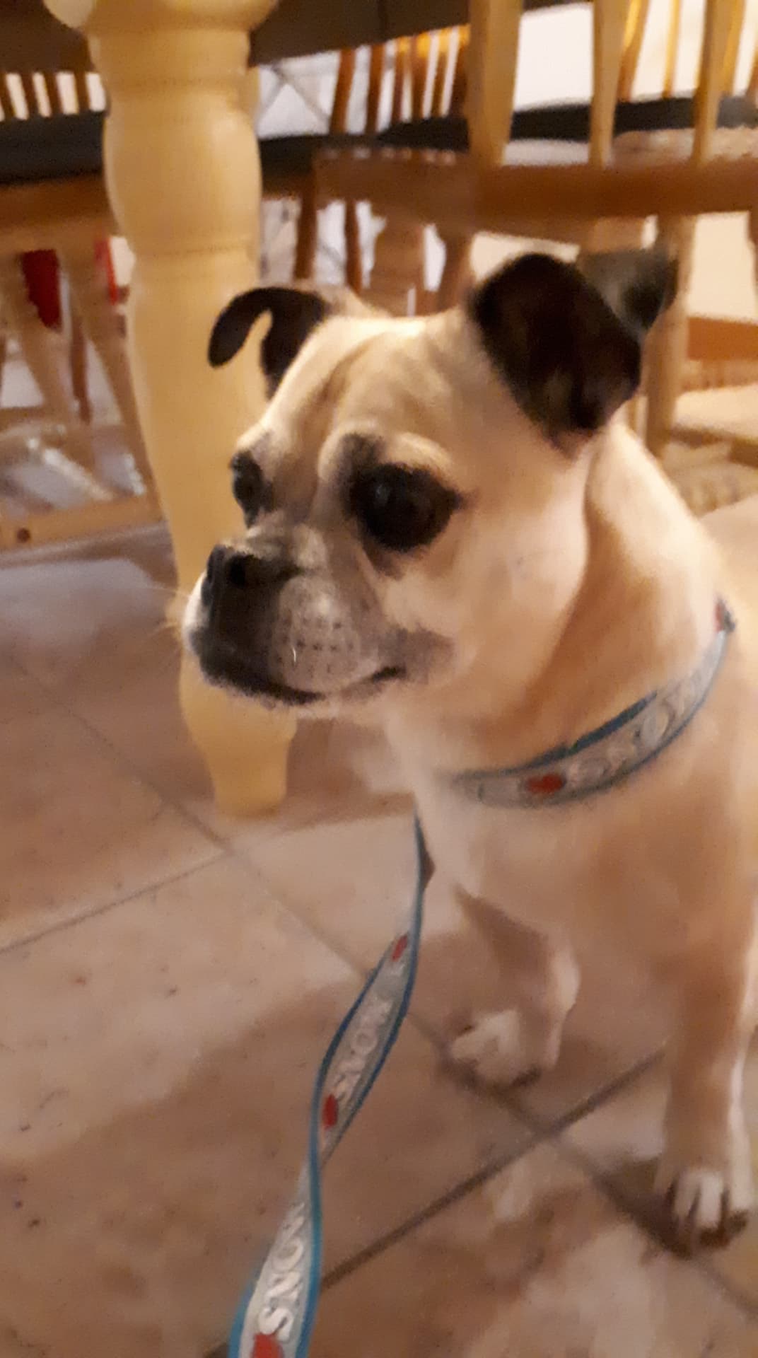 Lost Dog! r/londonontario