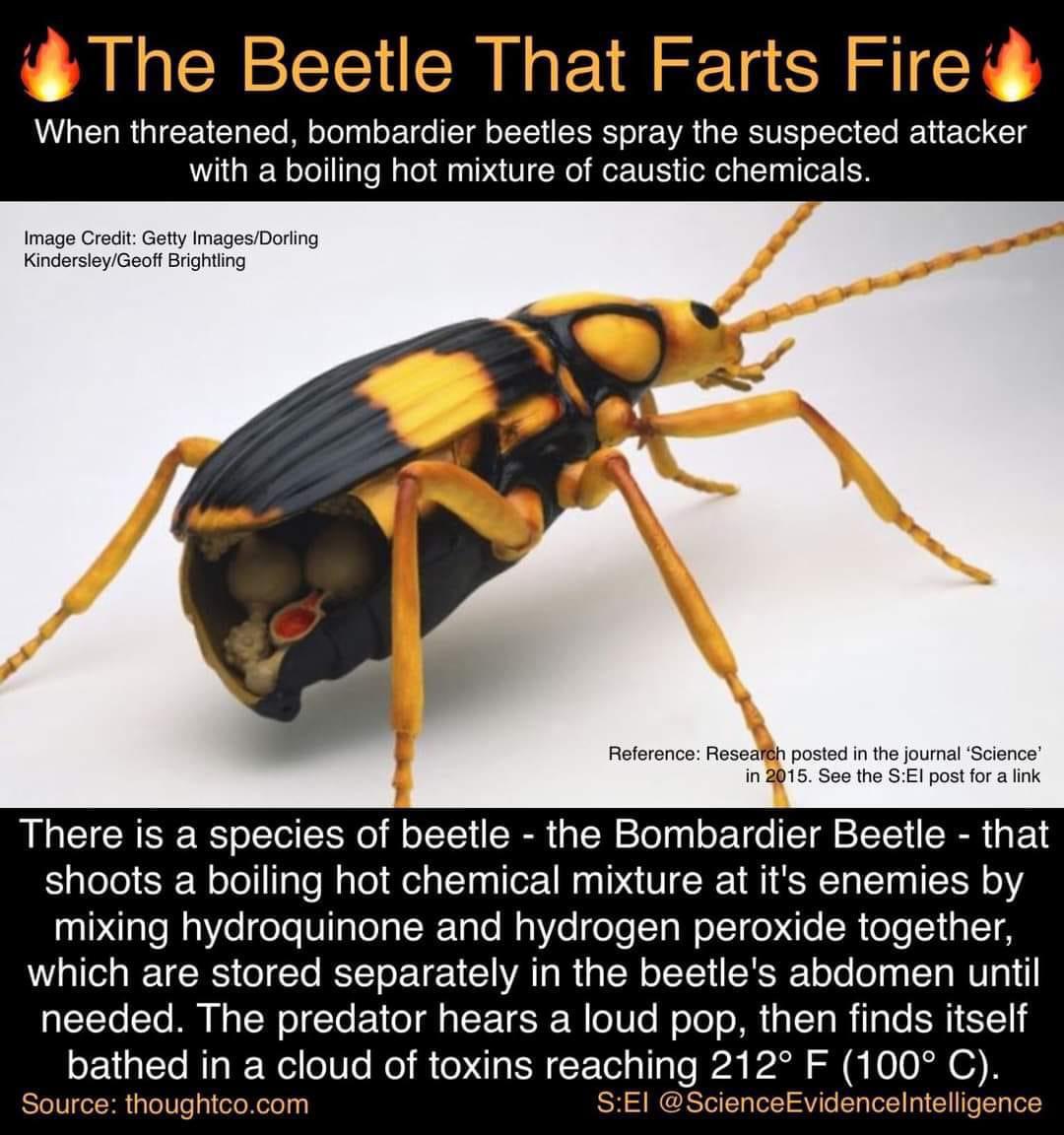 🔥 The Beetle that farts 212° F caustic toxins r/NatureIsFuckingLit