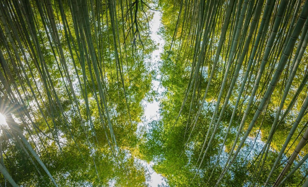 Bamboo River r/pics