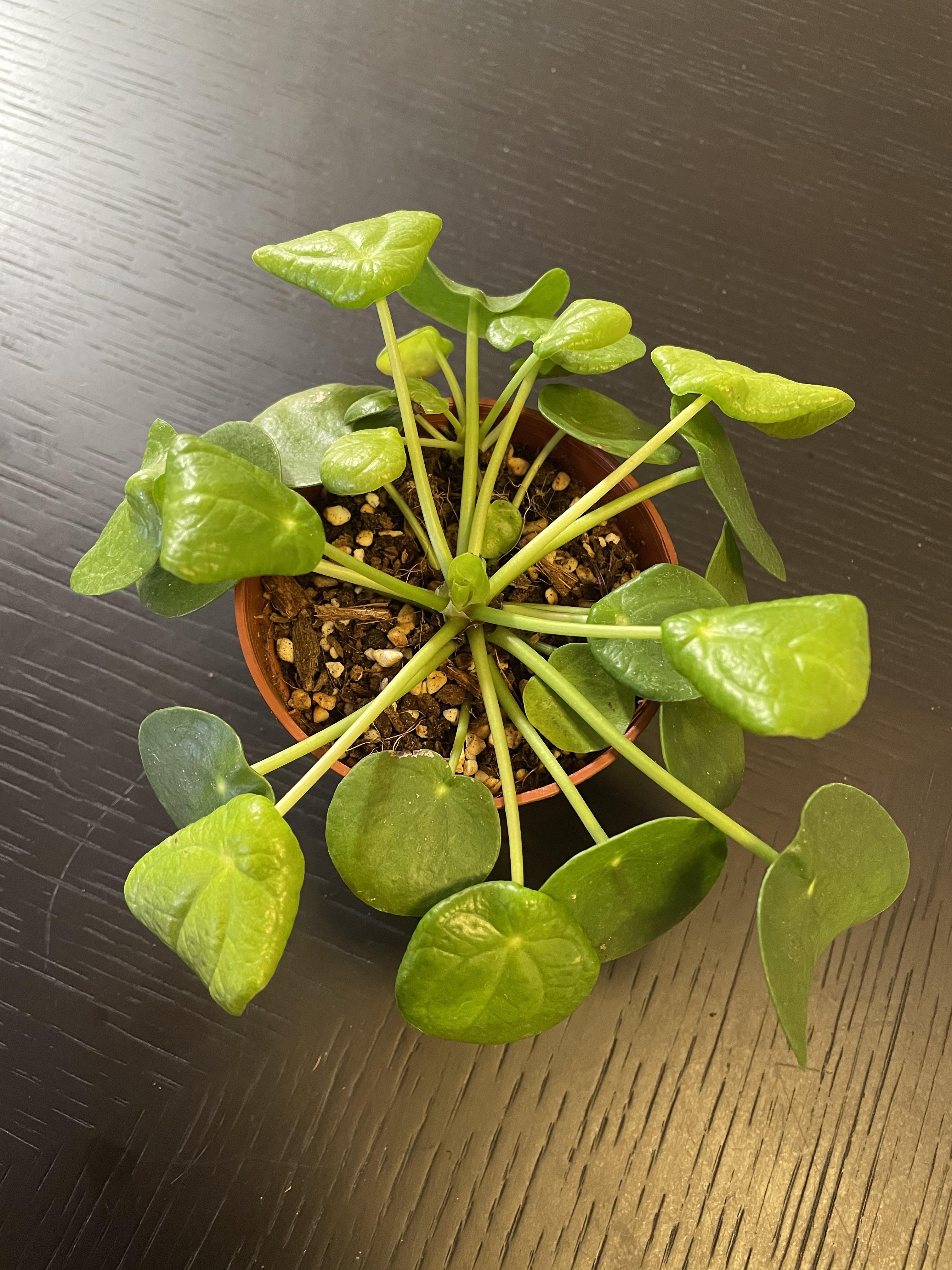 Help! Why are my pilea leaves curling? I give them filtered water. r