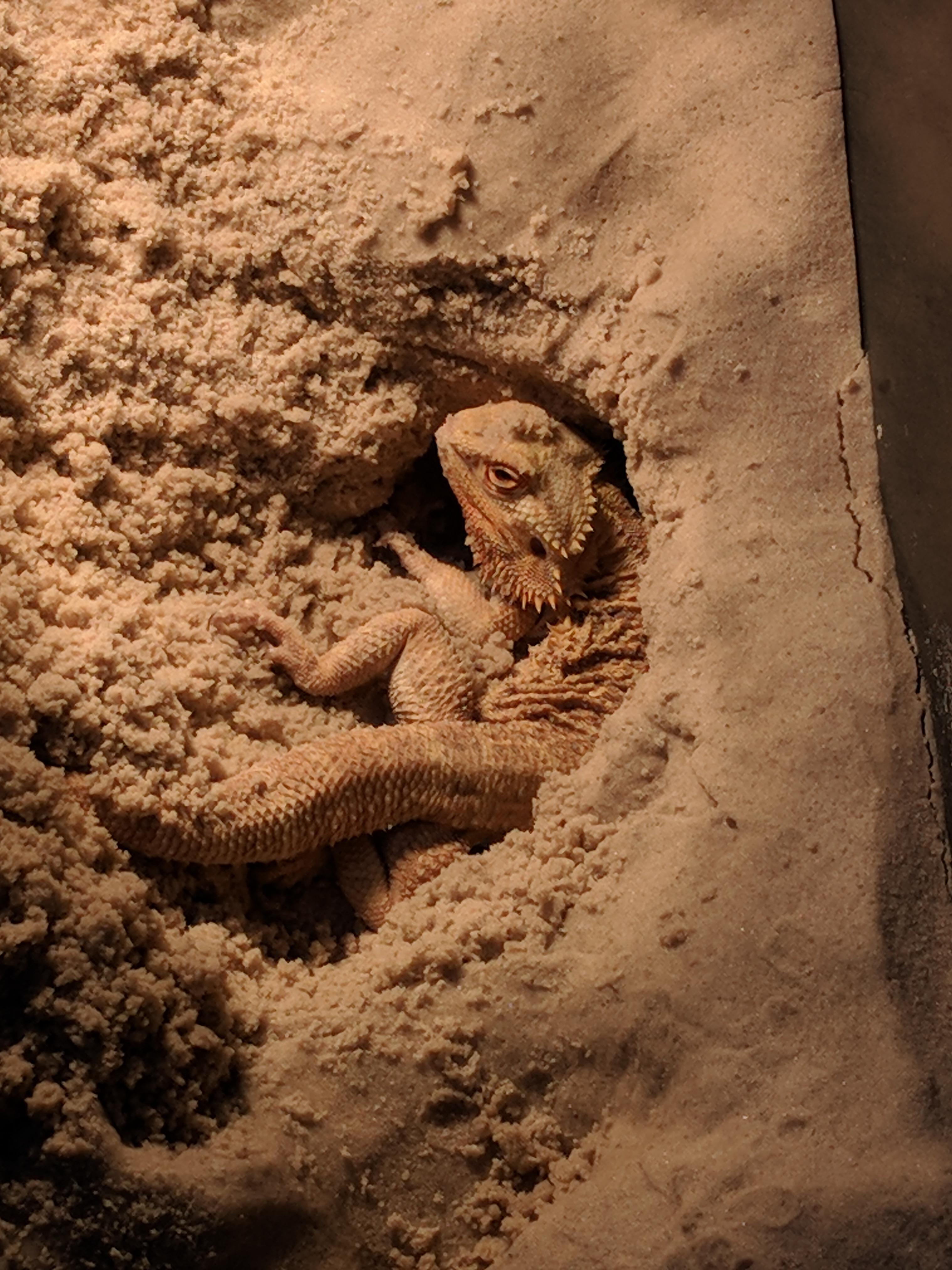 Dig box pic. Waiting on my bsfl order be like... r/BeardedDragons