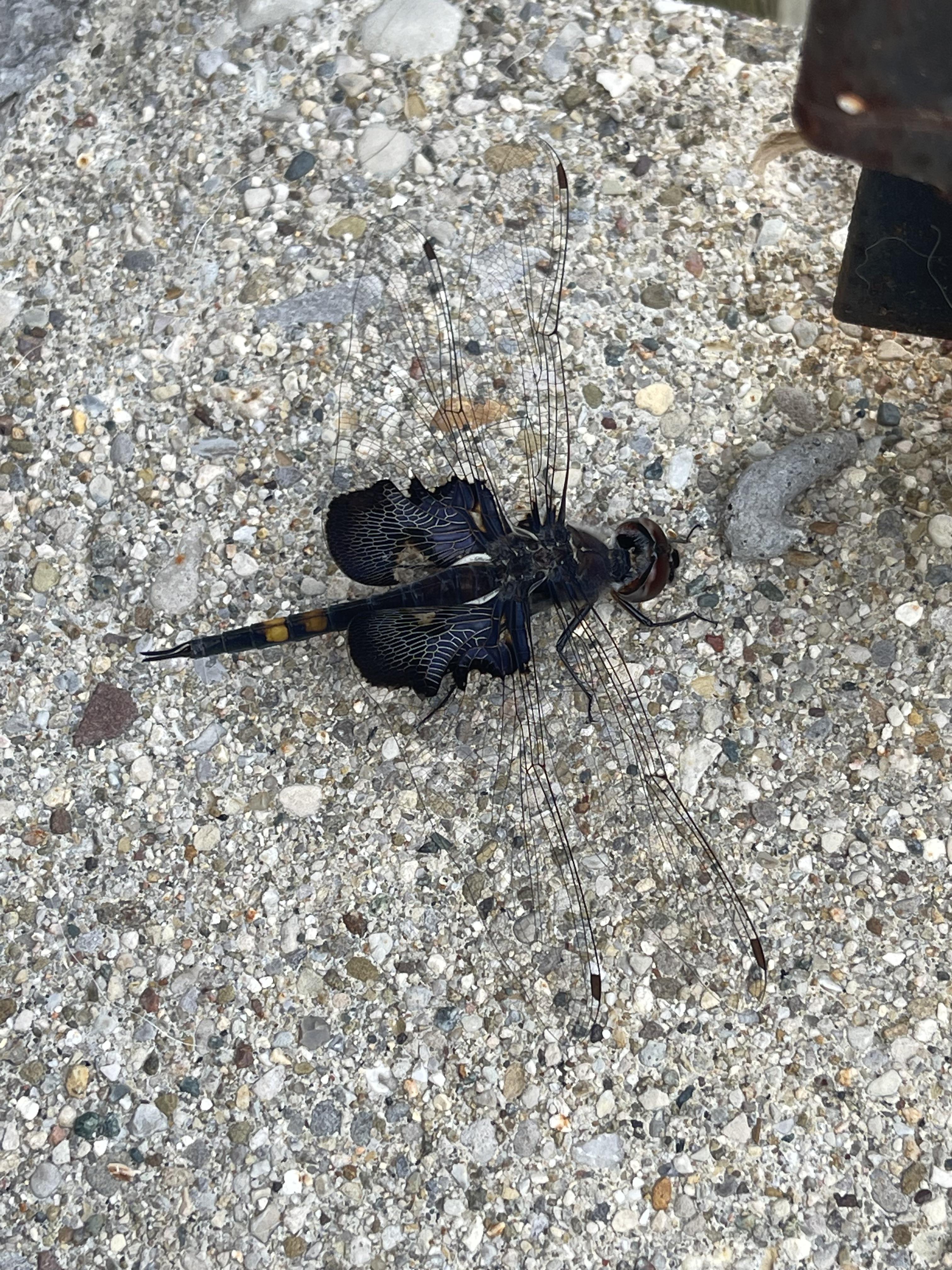 Anyone know what this is? Recently moved to the city from a rural area