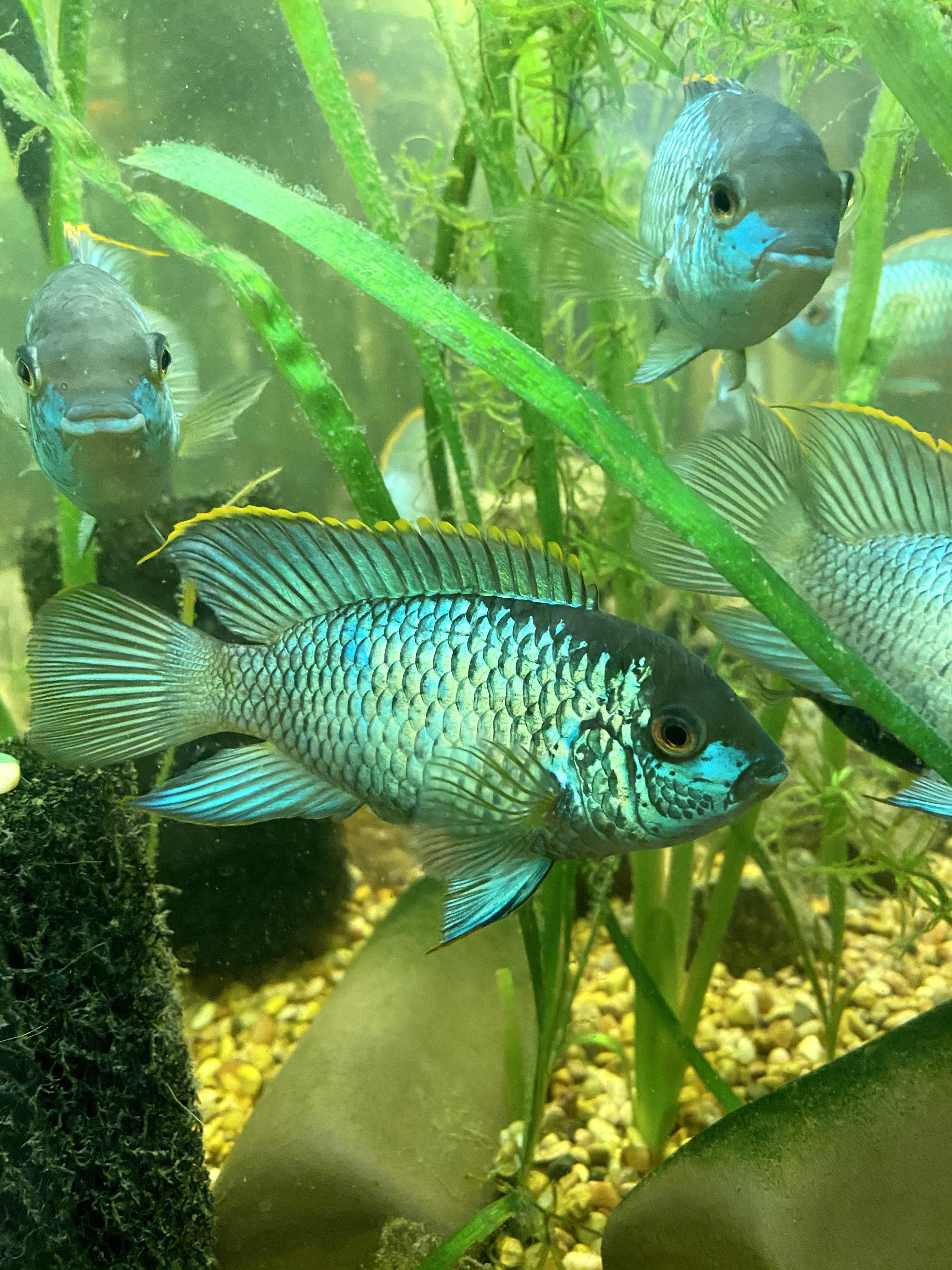 Electric blue acaras are just so beautiful r/Aquariums
