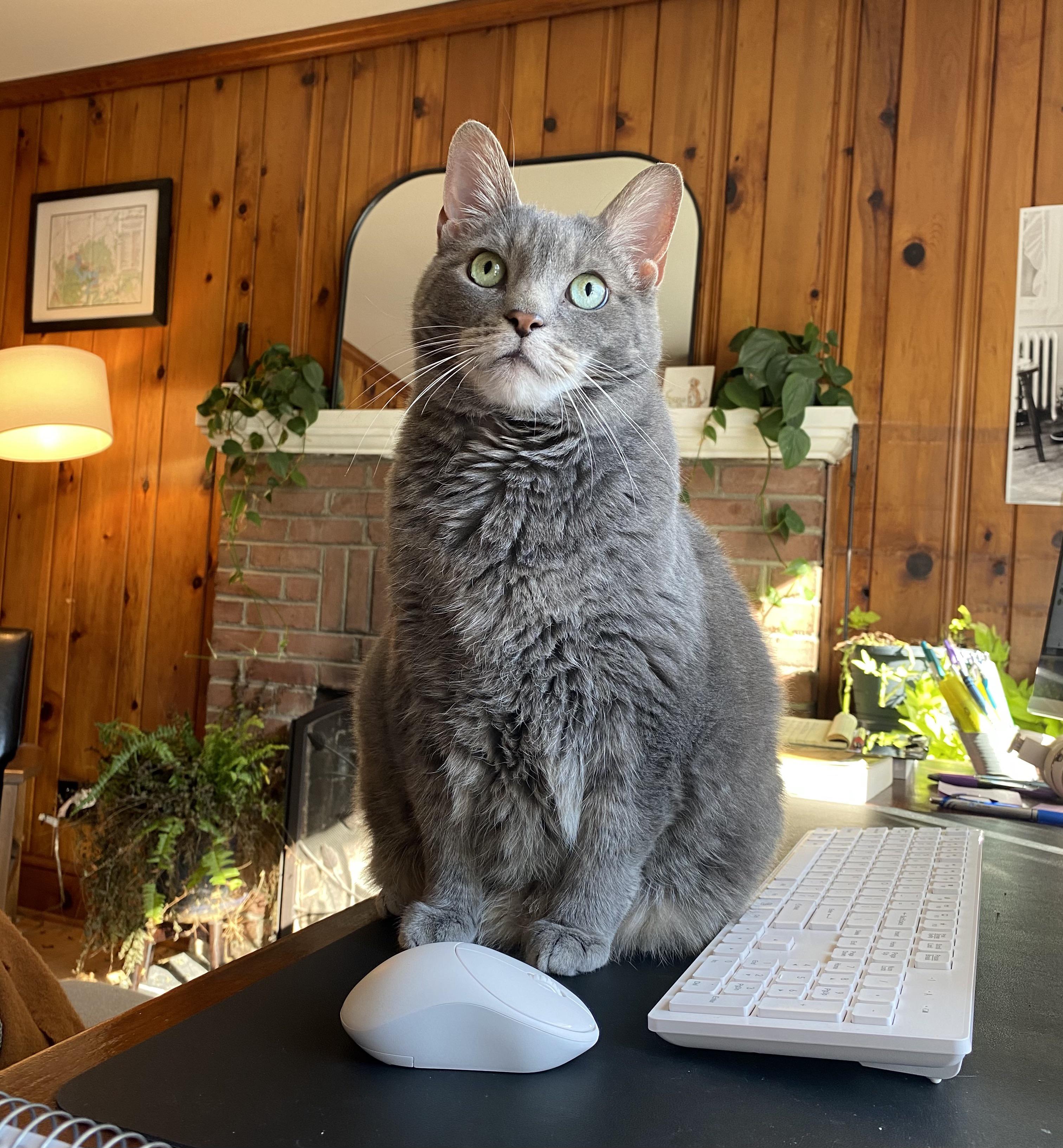Eden and some office plants (my fern is struggling) CatsAndPlants