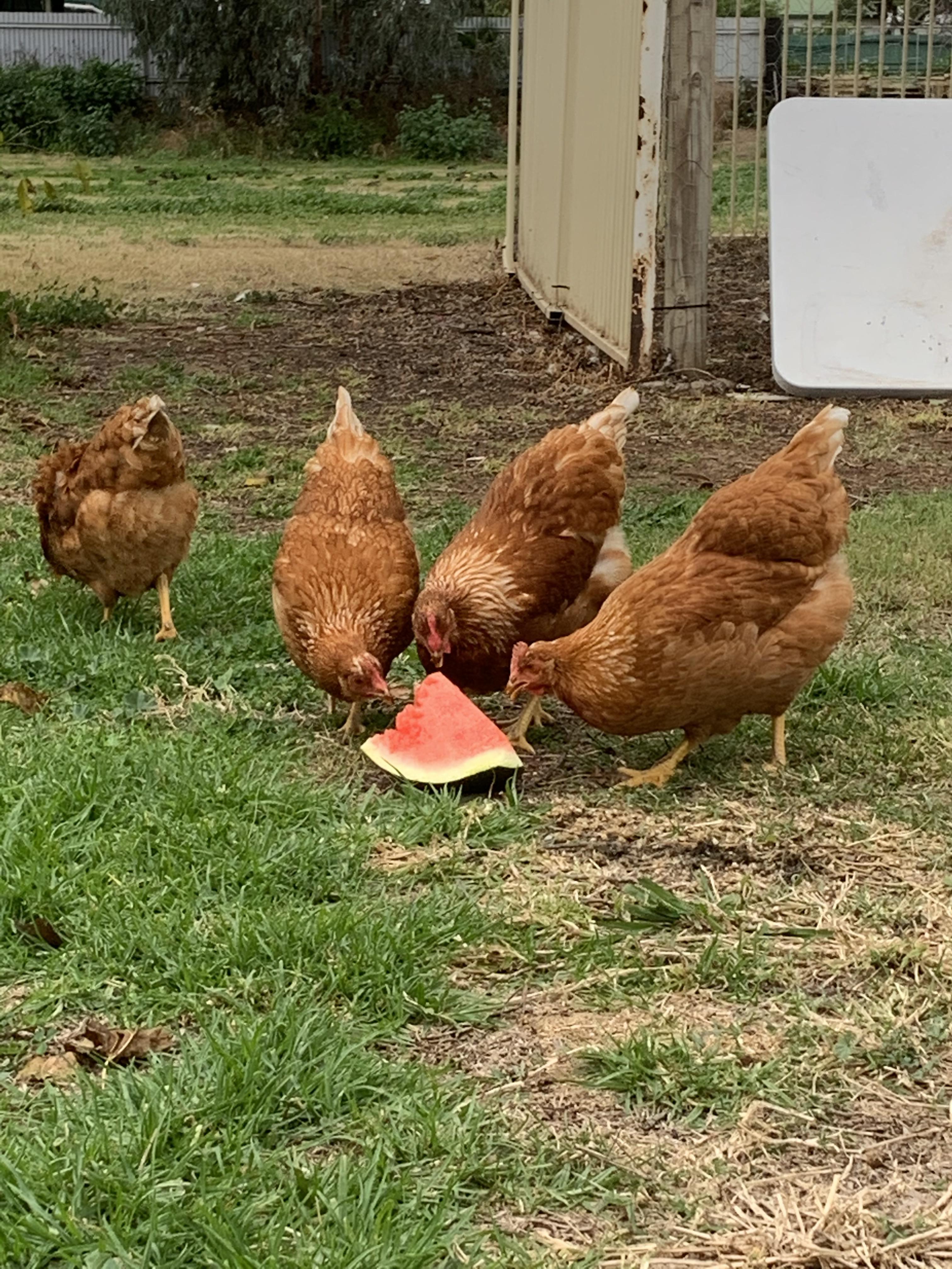 i saw here people feeding their chickens watermelon. i decided to try