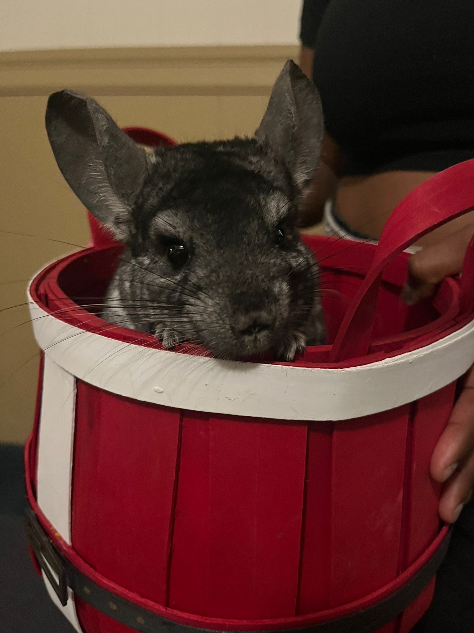 What tricks have your chins learned? r/chinchilla
