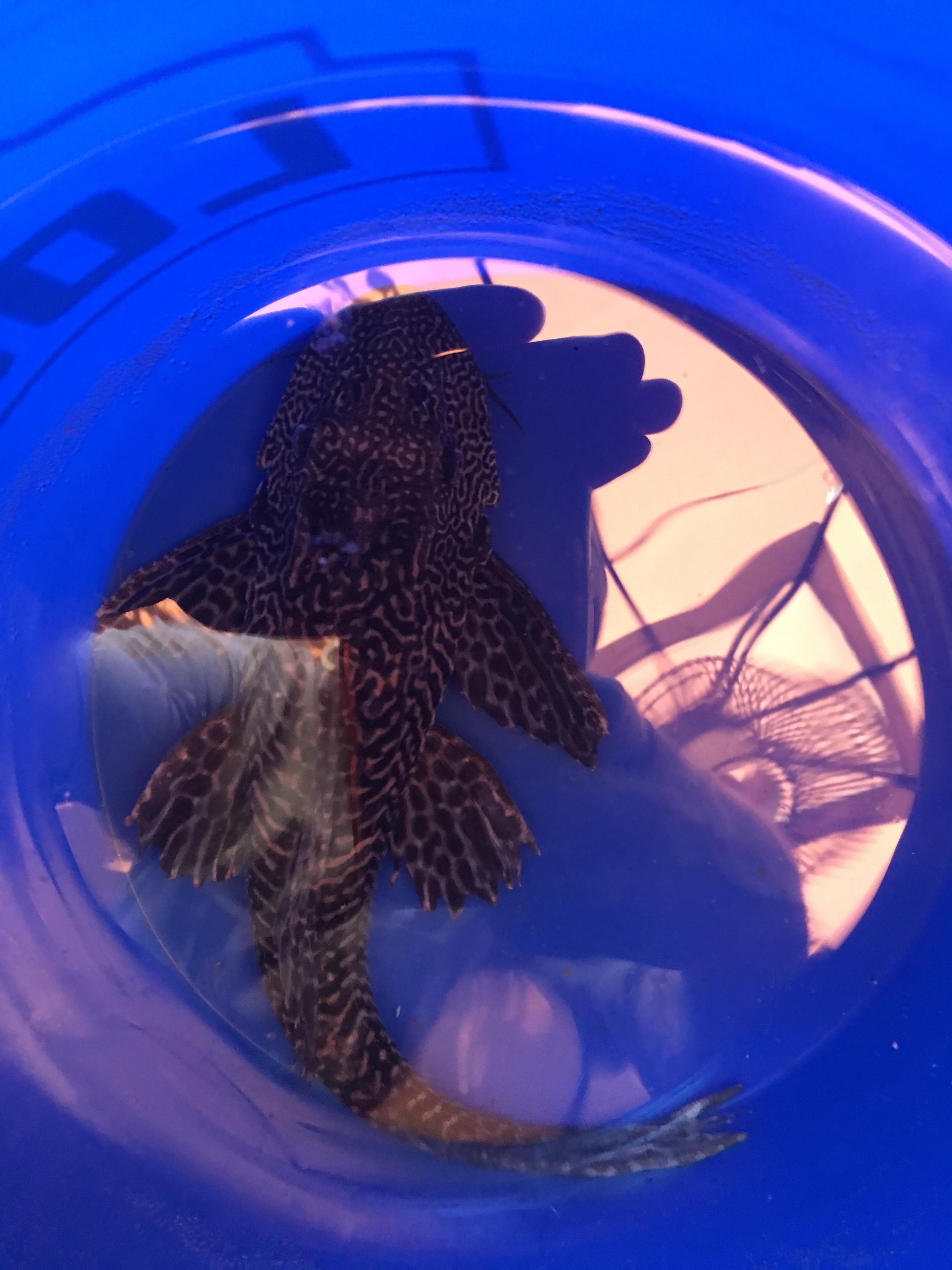 I found a pleco for 5 today at Petco! 5 Gallon Bucket bottom for scale