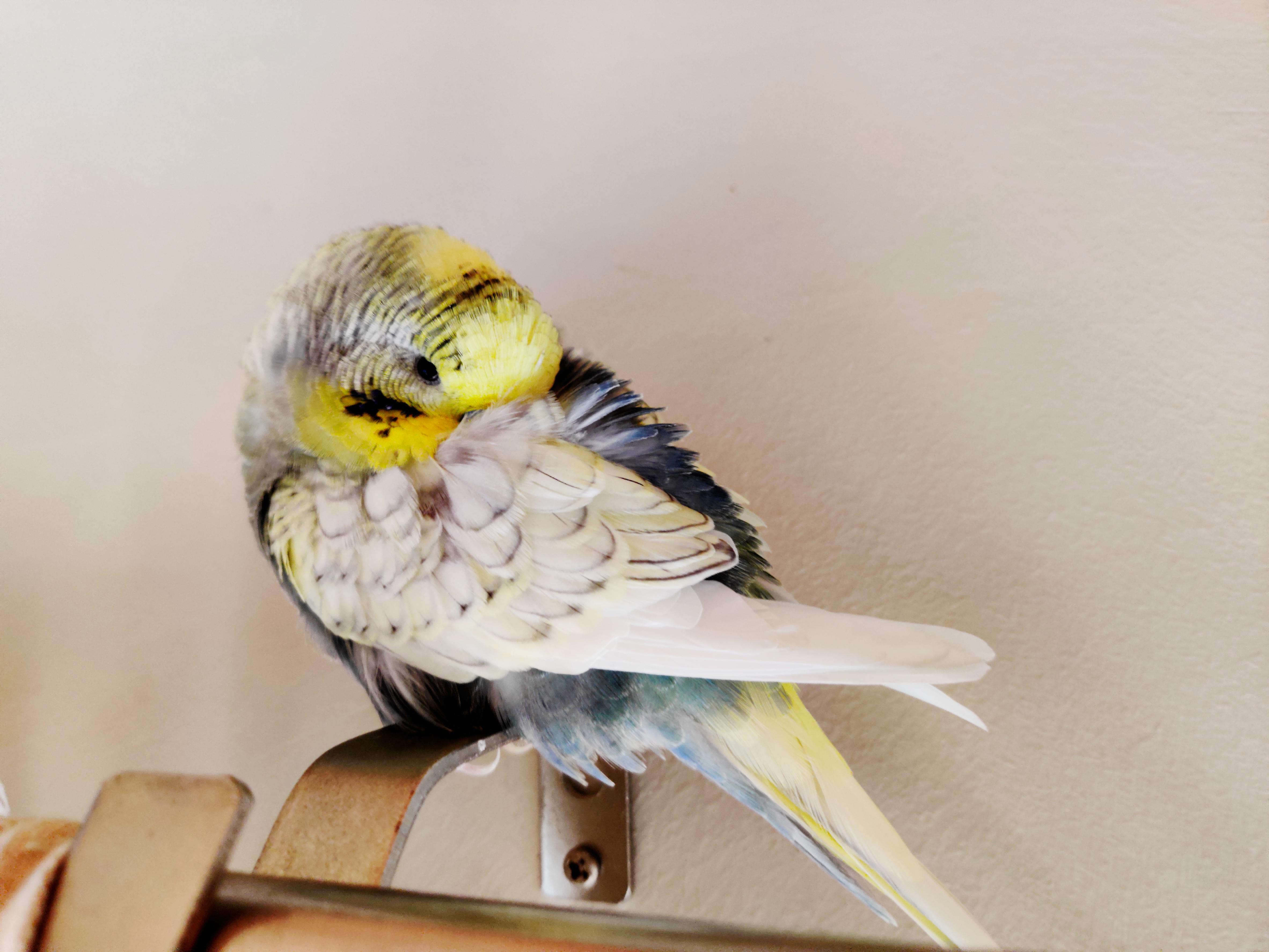 Why Is Your Budgie Sleeping A Lot? Birds Flock