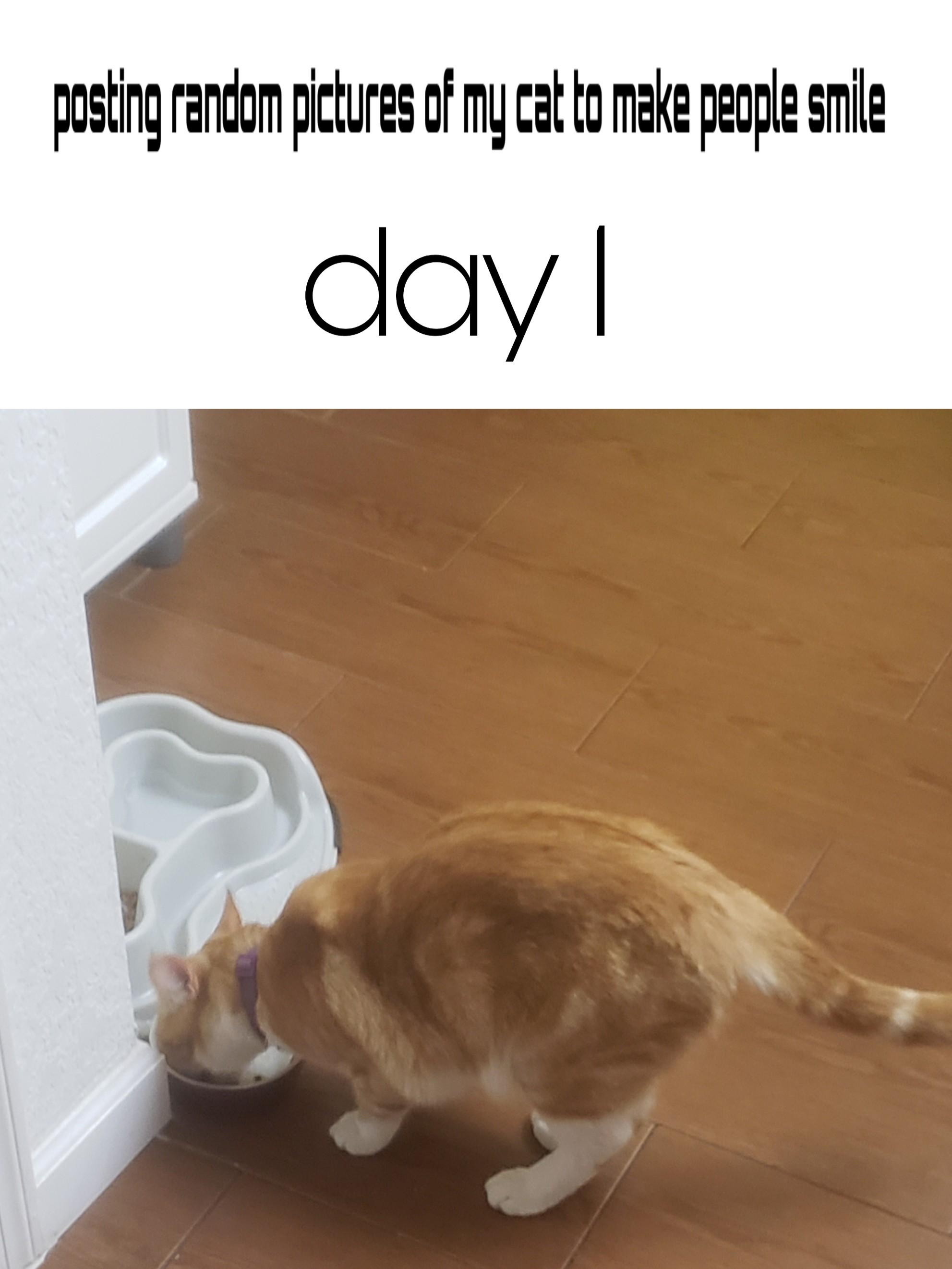 Is my cat cute r/wholesomememes