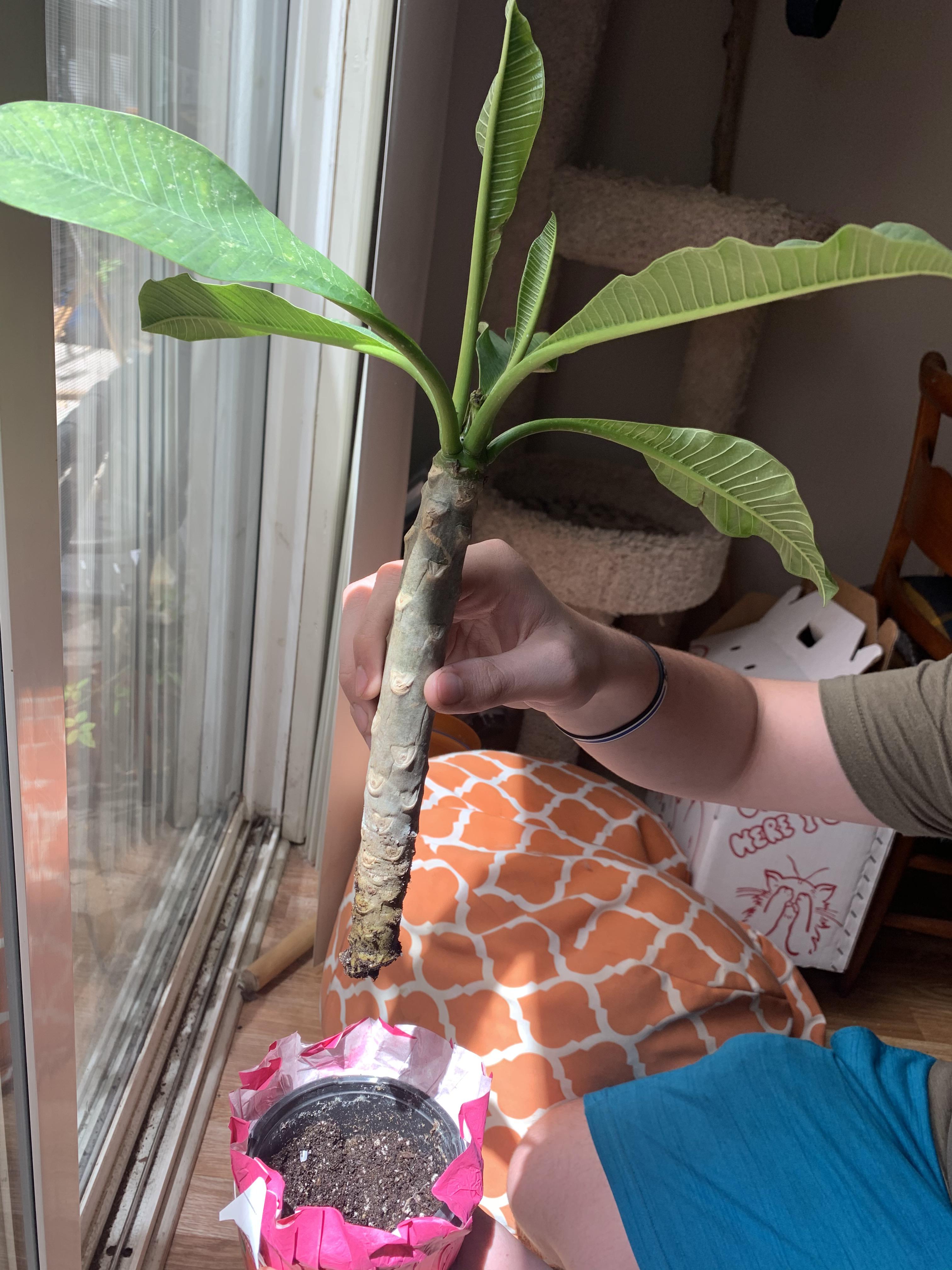 Help Trader Joe S Offered This To Us For Free Since Someone Twisted Its Roots Off How Best Save Pretty Baby Plumeria