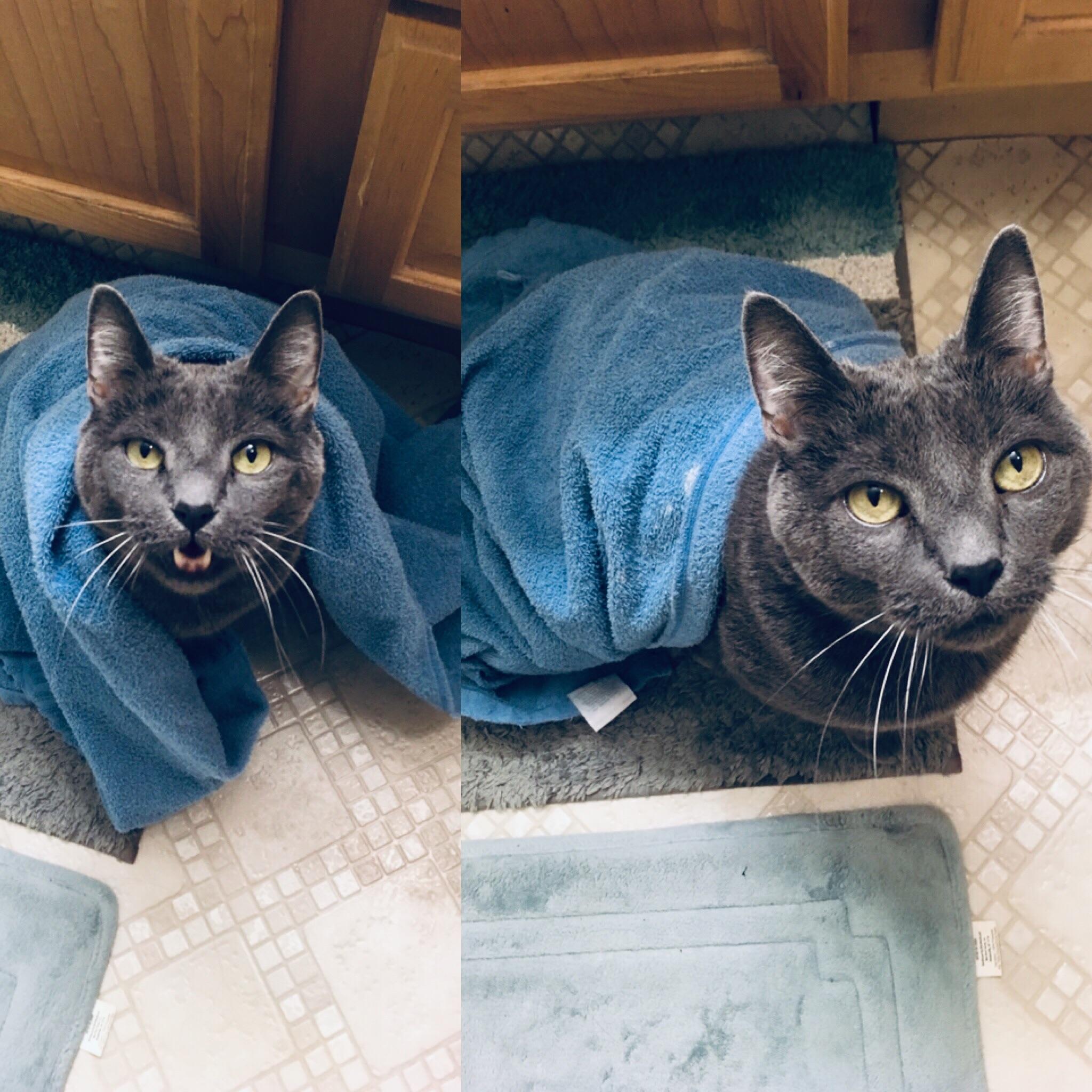 My cat demands a towel for himself when anyone takes a shower. God help