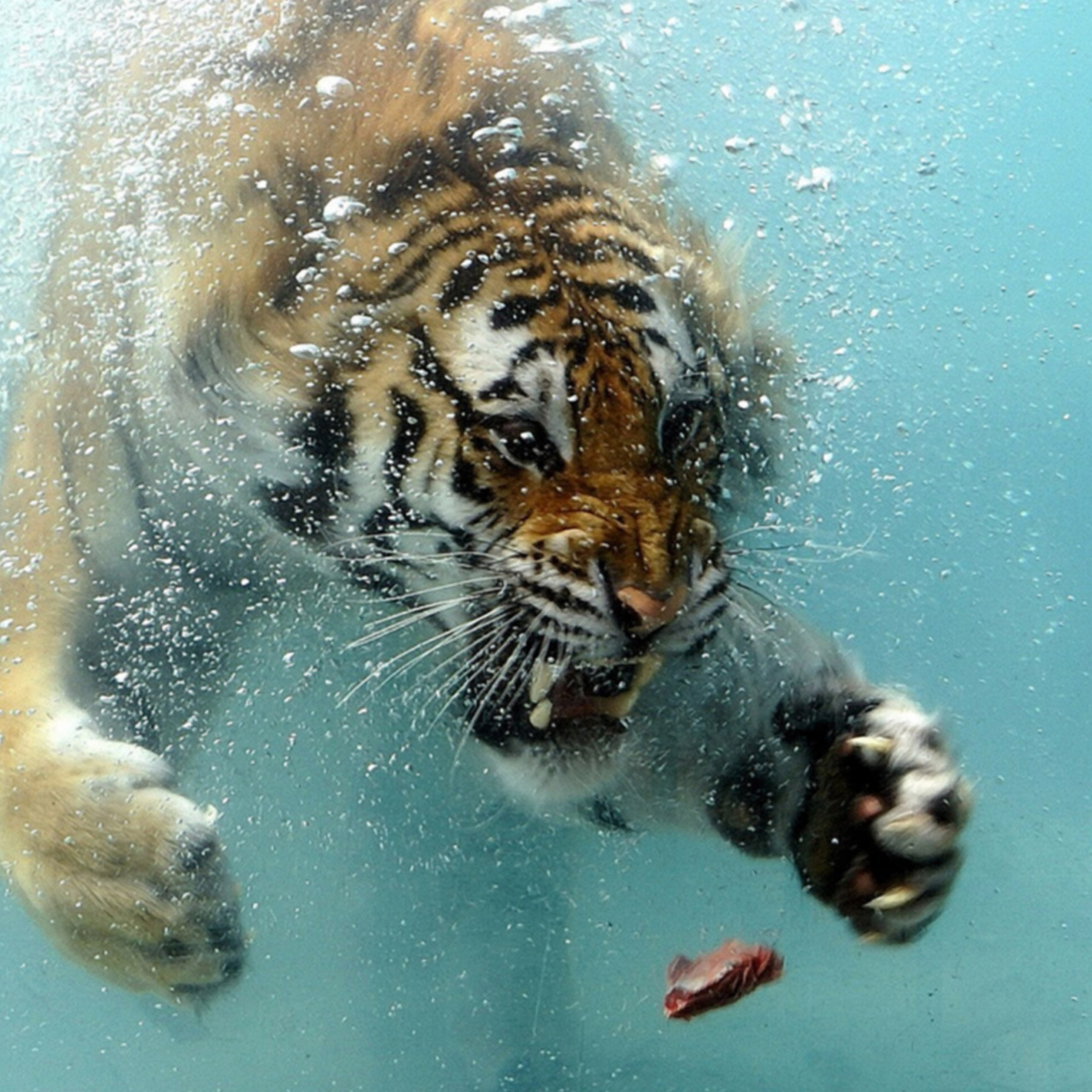 Underwater Tiger going for meat r/pics