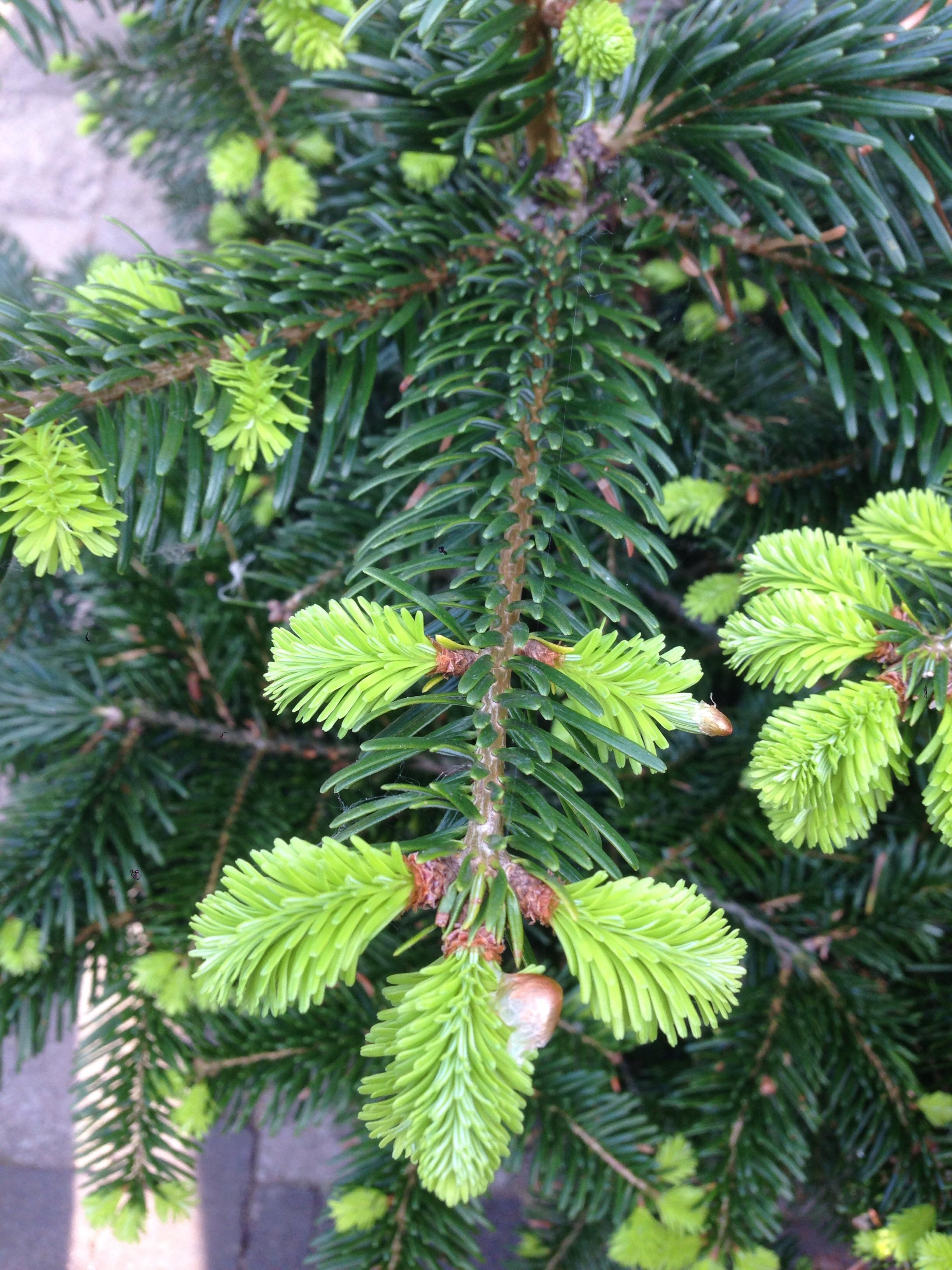 The way this domesticated Christmas tree grows new needles. r