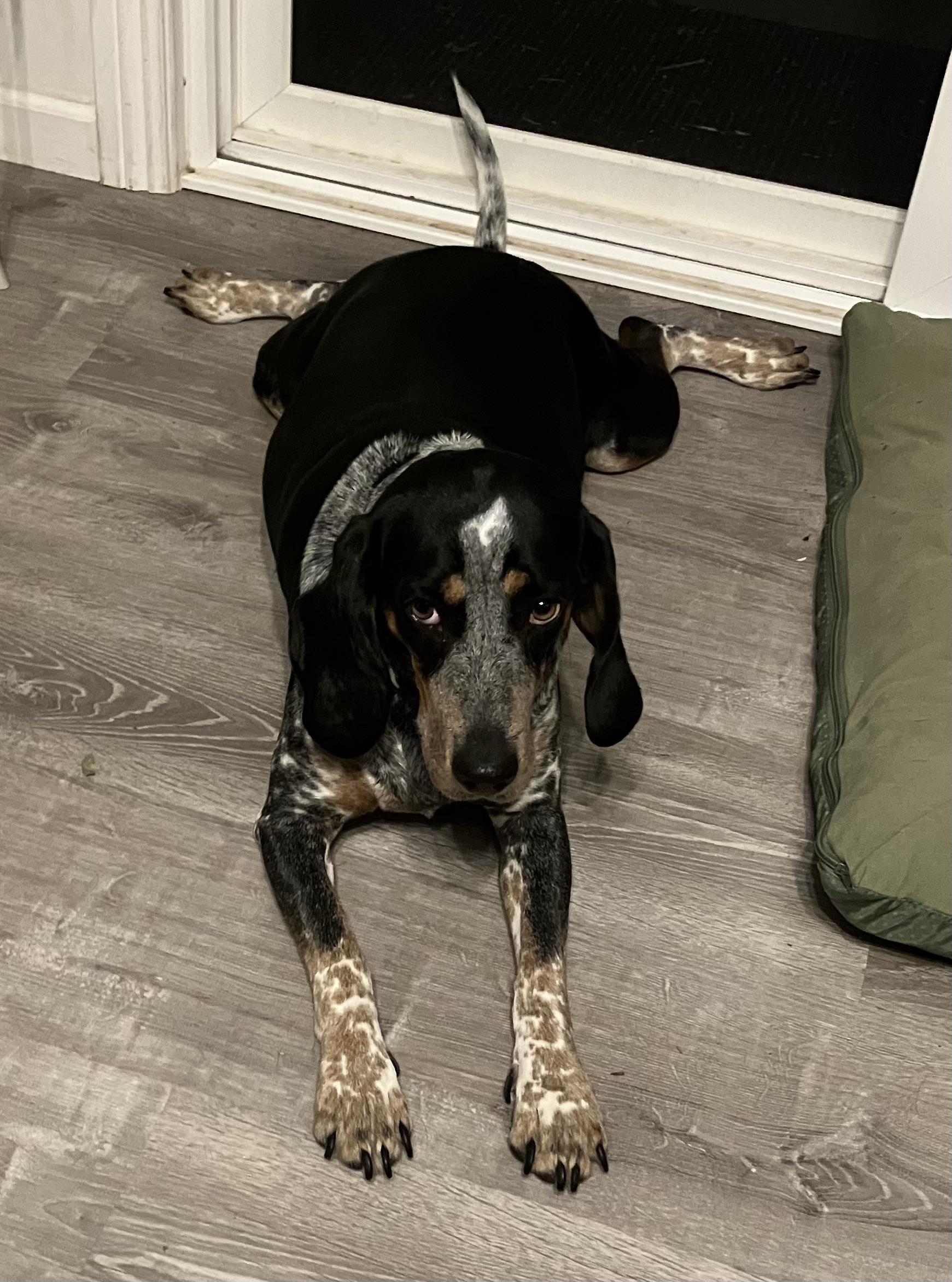 Do Coonhound Have Sensitive Skin? r/coonhounds