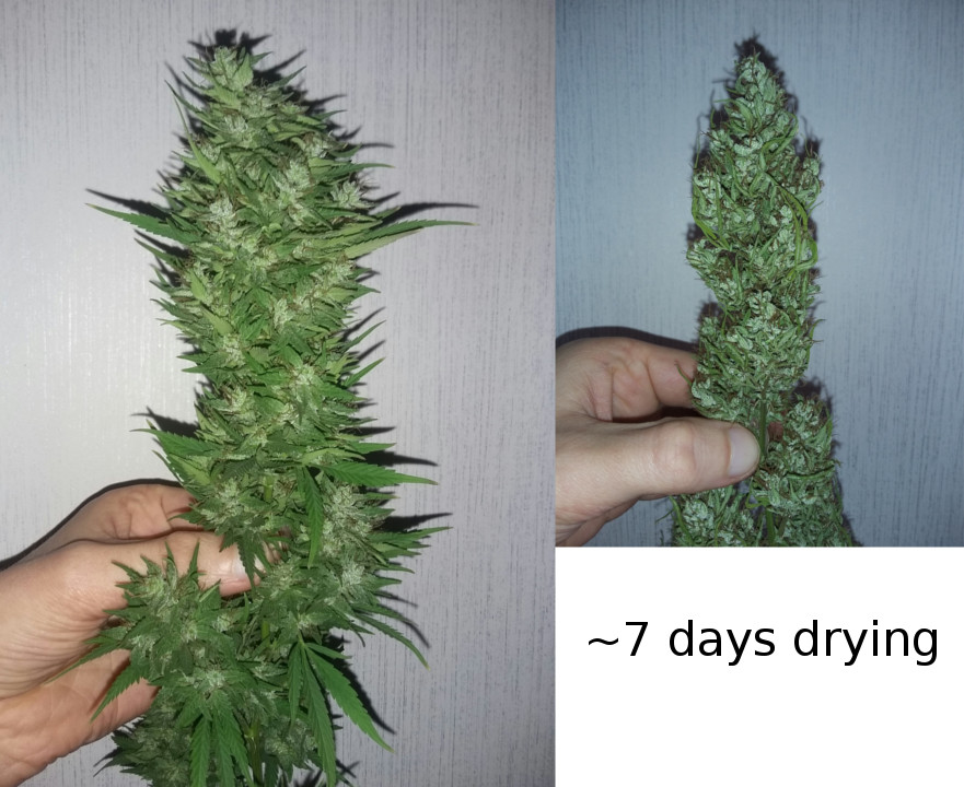 Drying trees r/trees