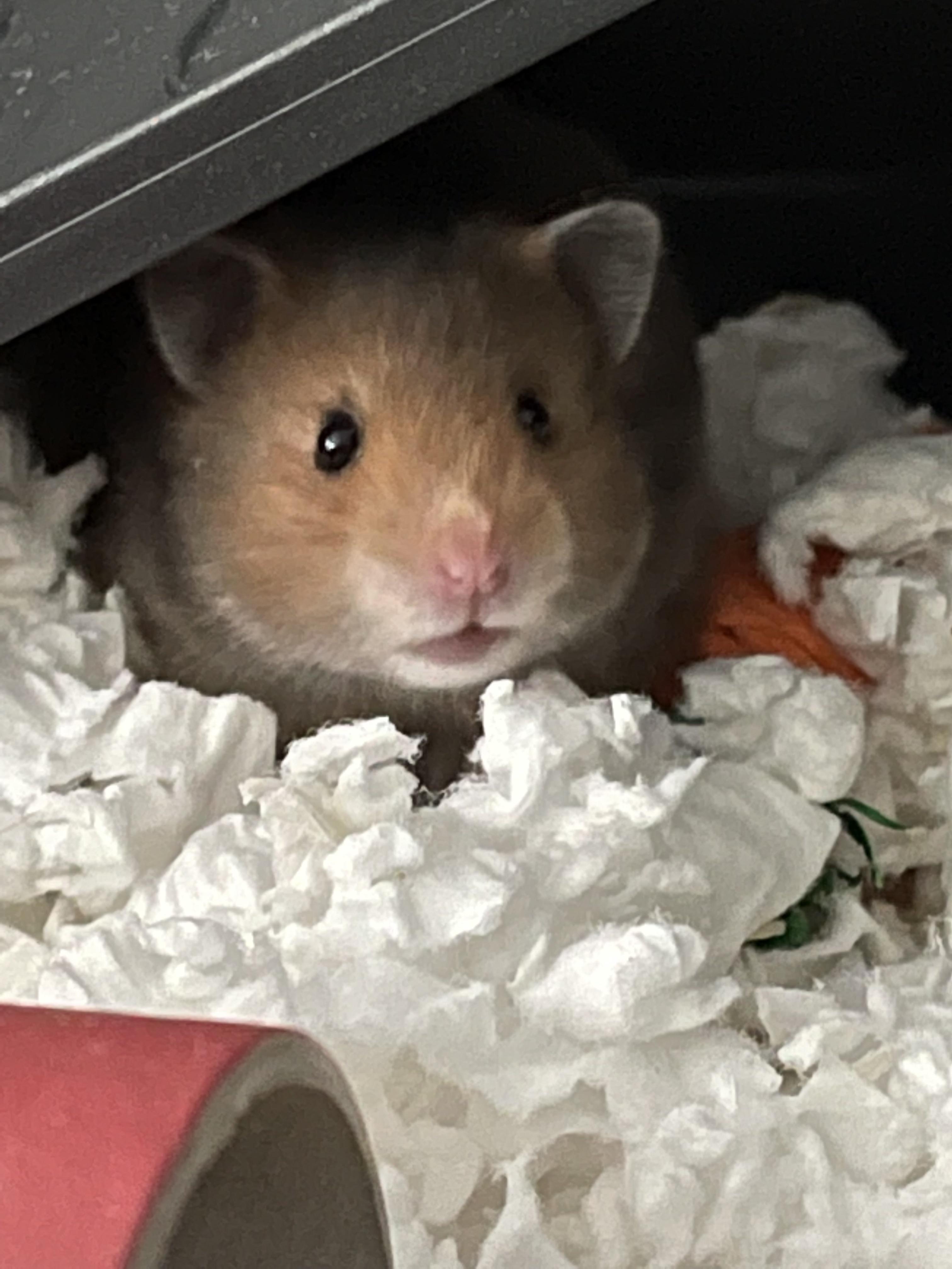Say hi to my first ever Hamster, Luna! 🌝 r/hamsters