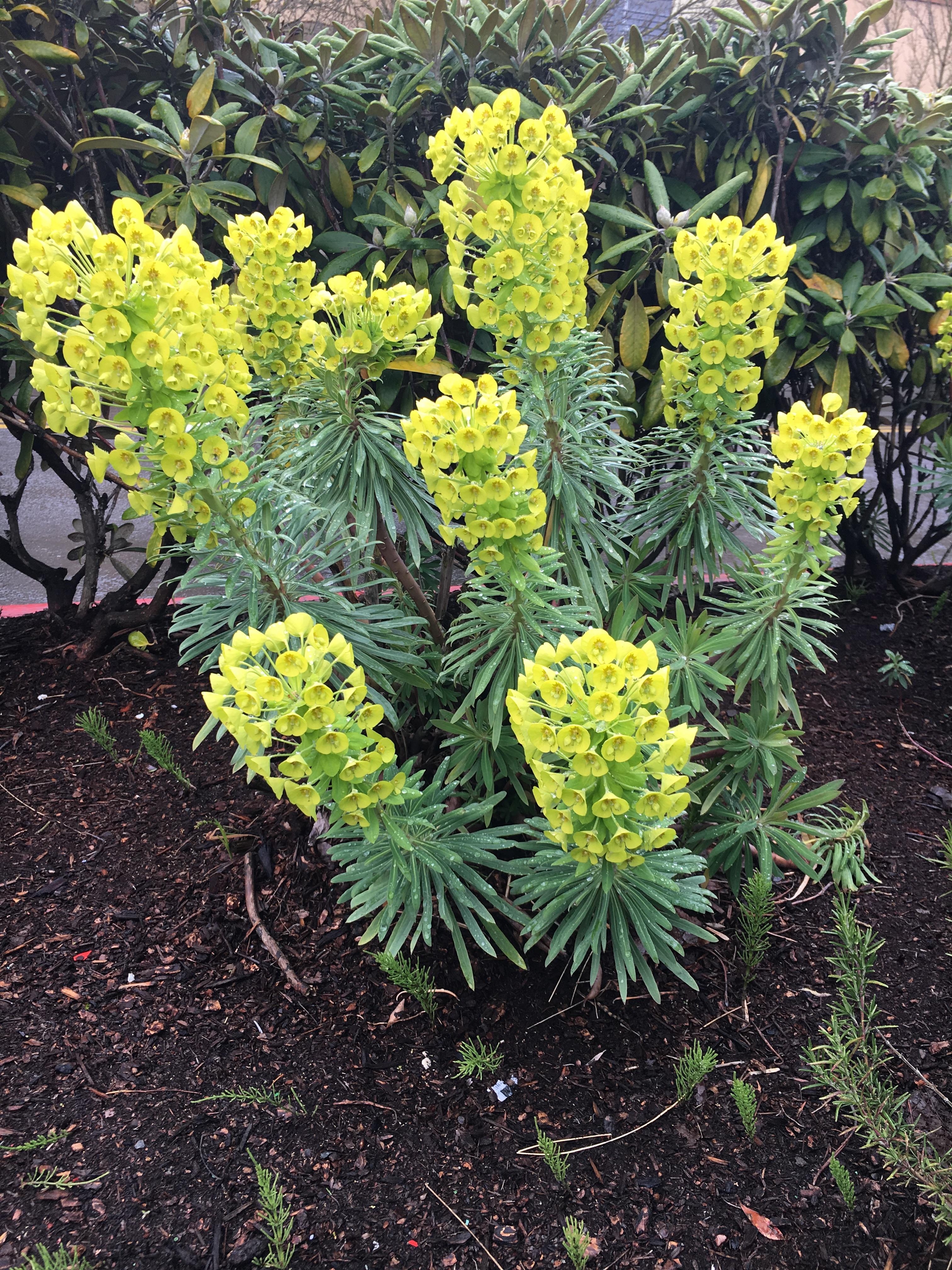 What is this plant growing in landscaping in Portland, Oregon? r