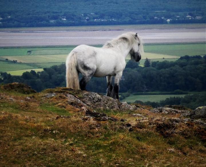 Wild white horse surveying Morecambe Bay from Dixon Heights, summer