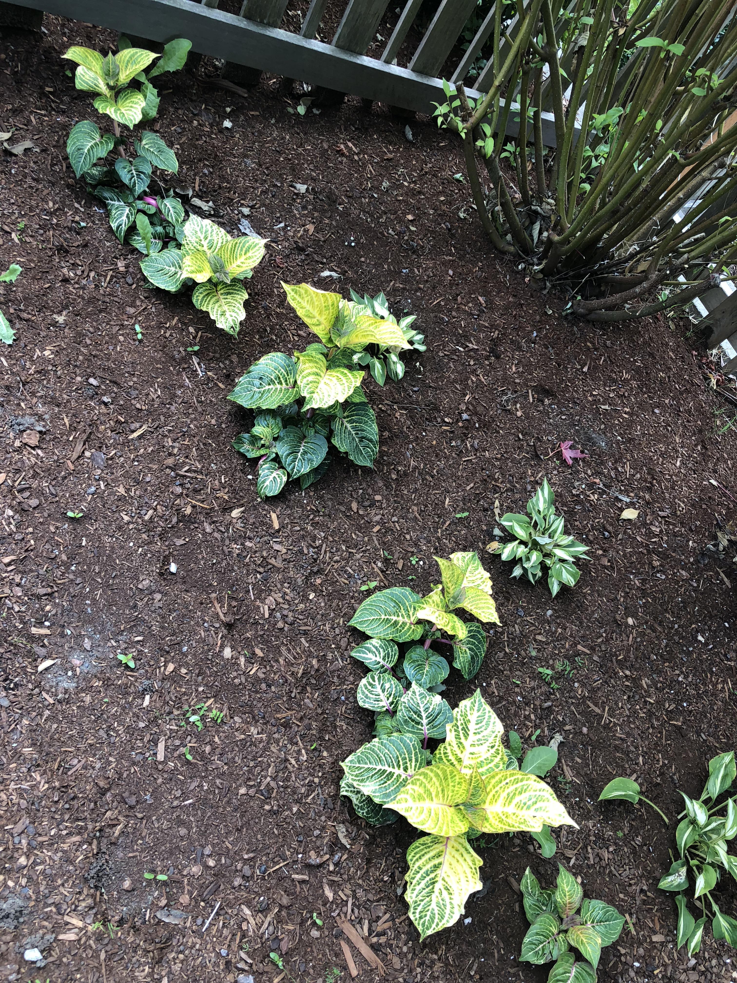 Yellowing leaves Help or suggestions? gardening