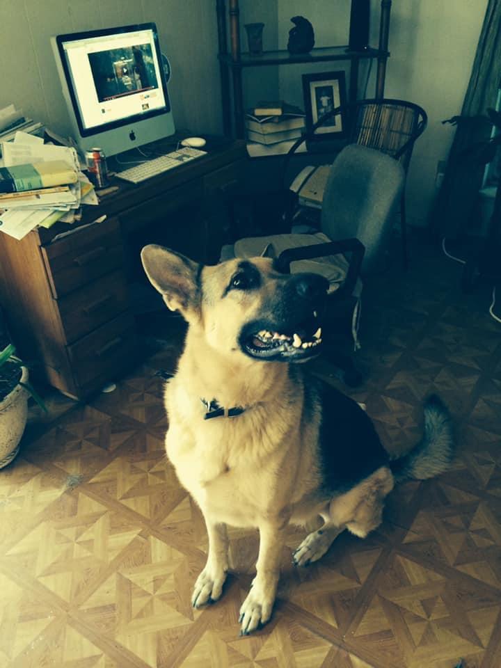 Lost dog likely near 35 and William cannon. He was found and released