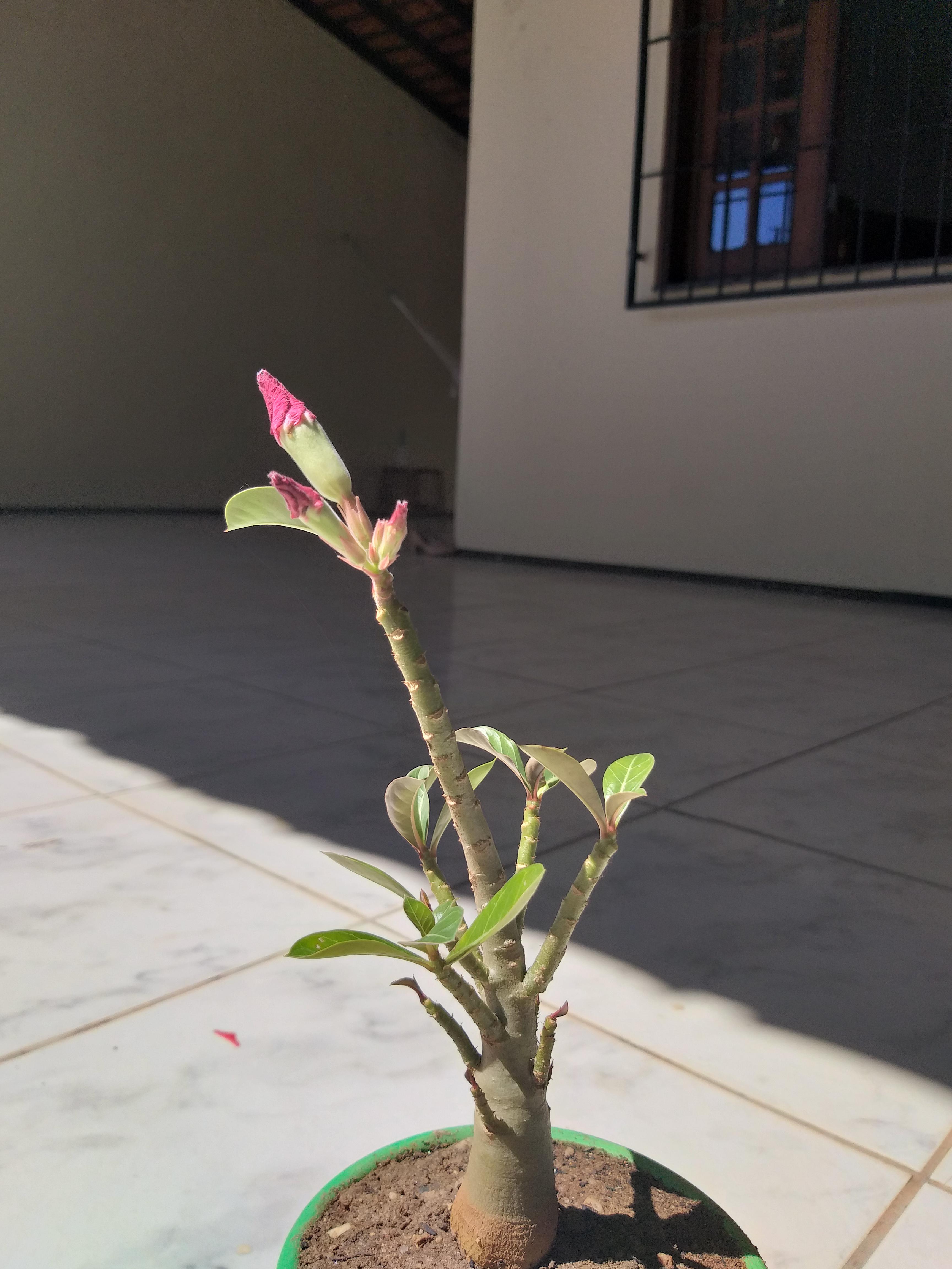 Minha Rosa do Deserto que ainda não desabrochou pro Pack